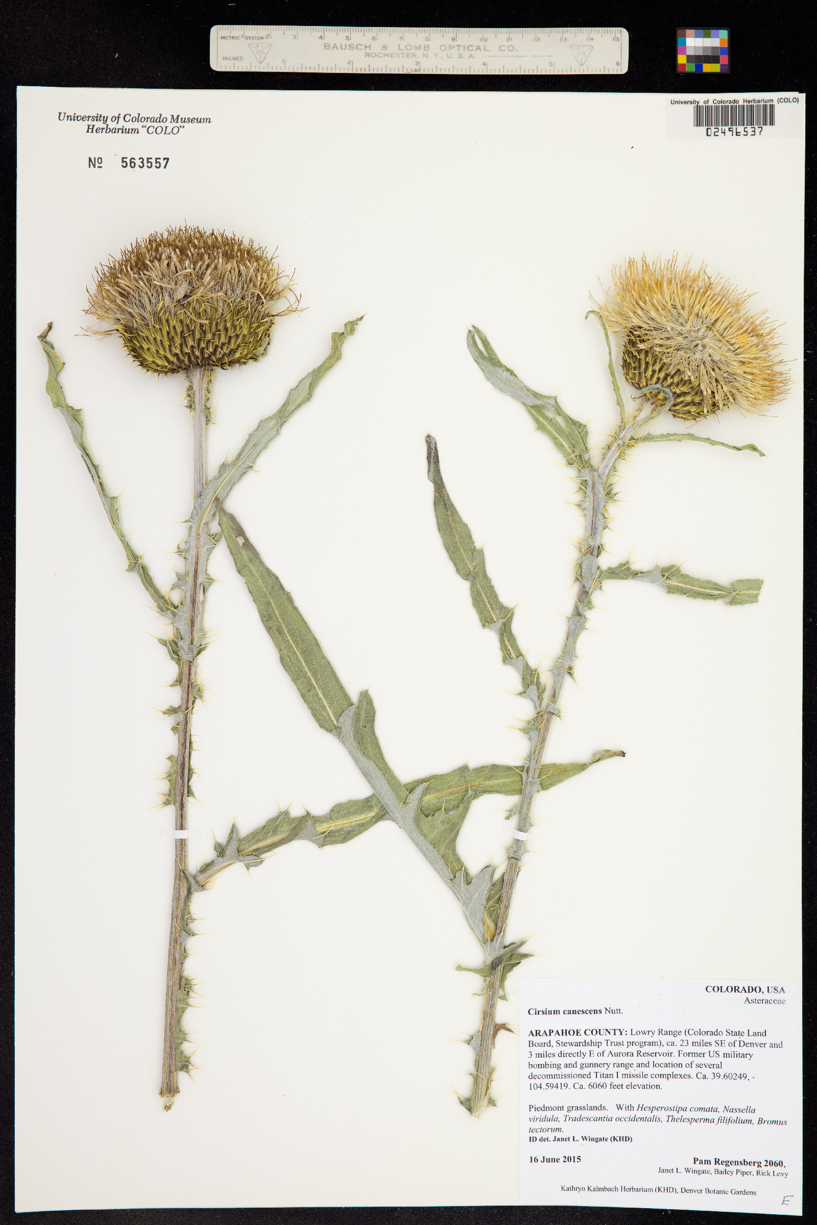 Cirsium canescens image