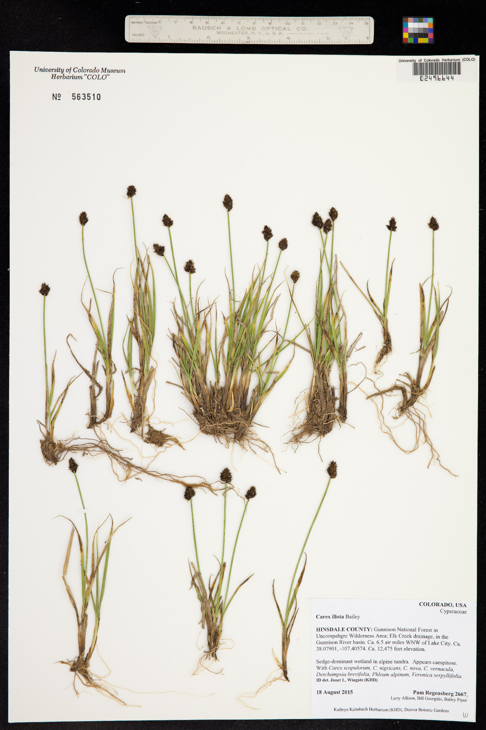Carex illota image
