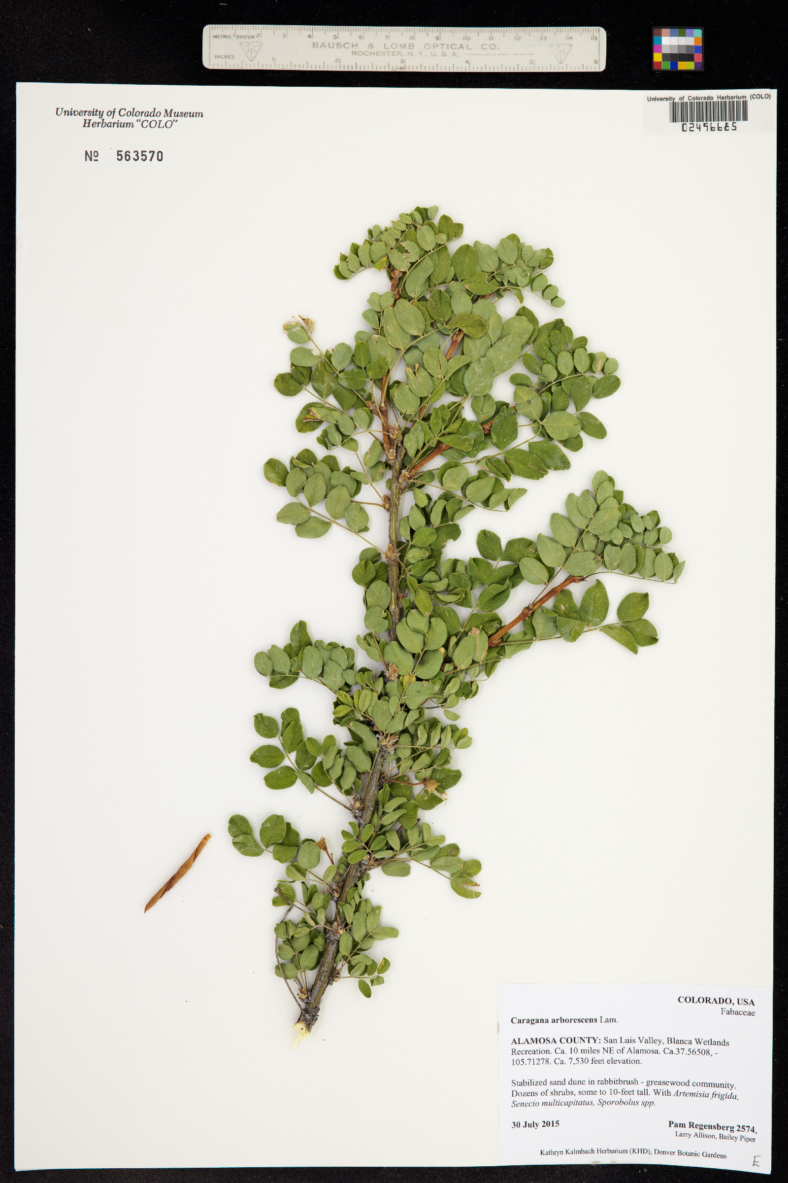 Caragana arborescens image