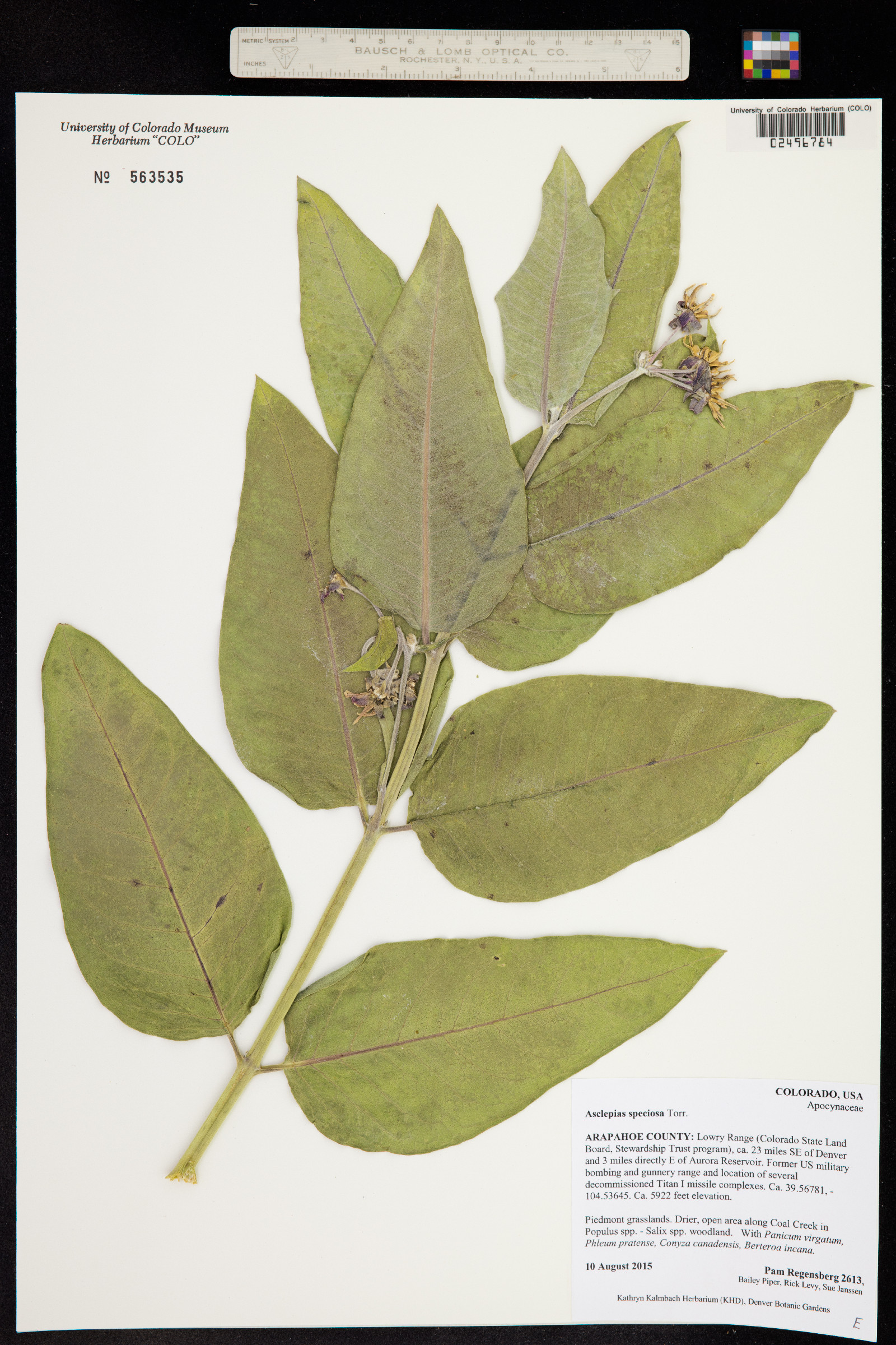 Asclepias speciosa image
