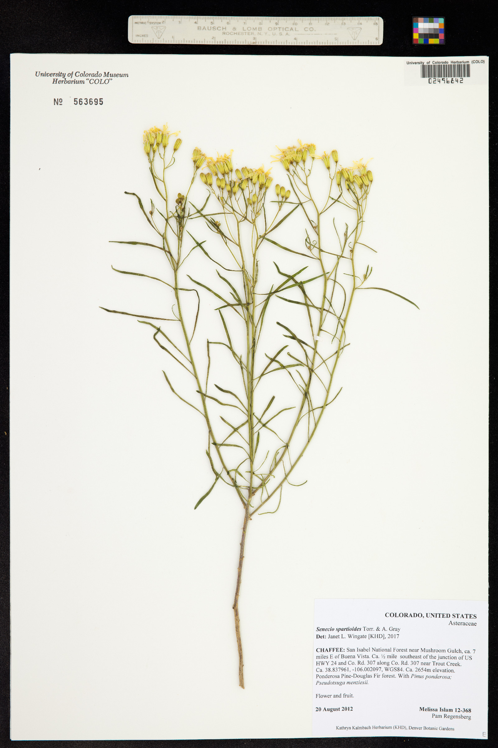 Senecio spartioides image