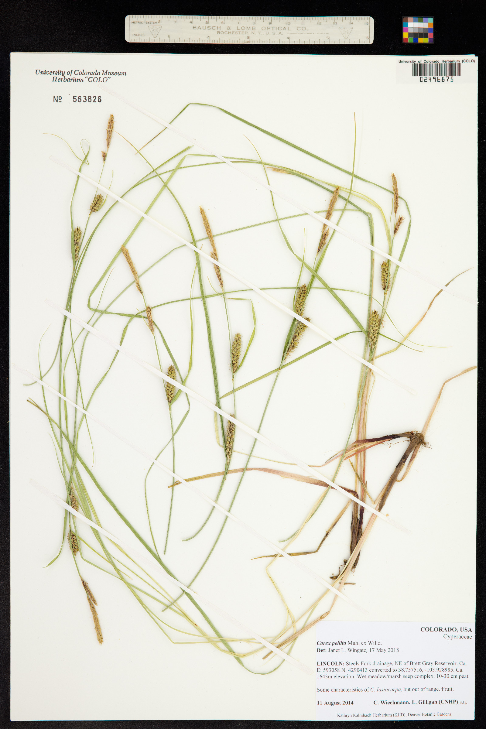 Carex pellita image