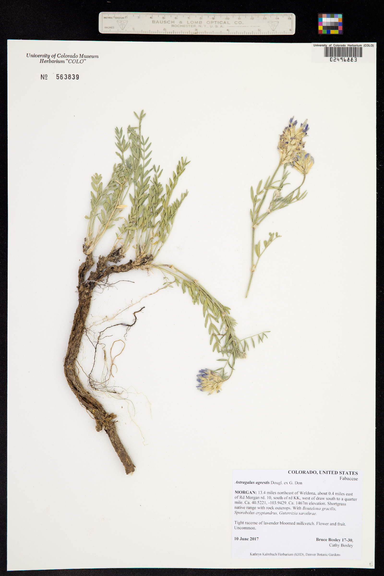 Astragalus agrestis image