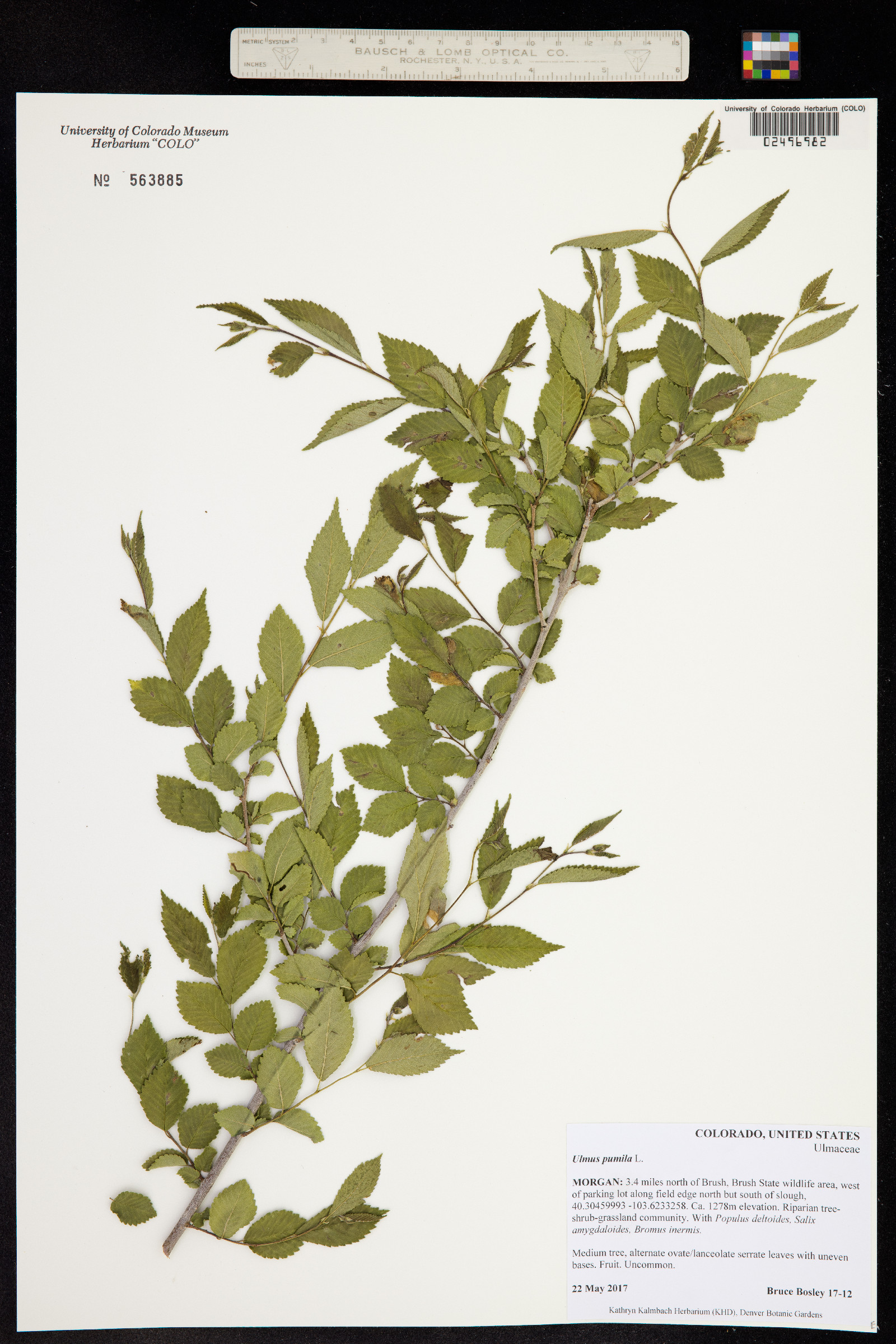 Ulmus pumila image