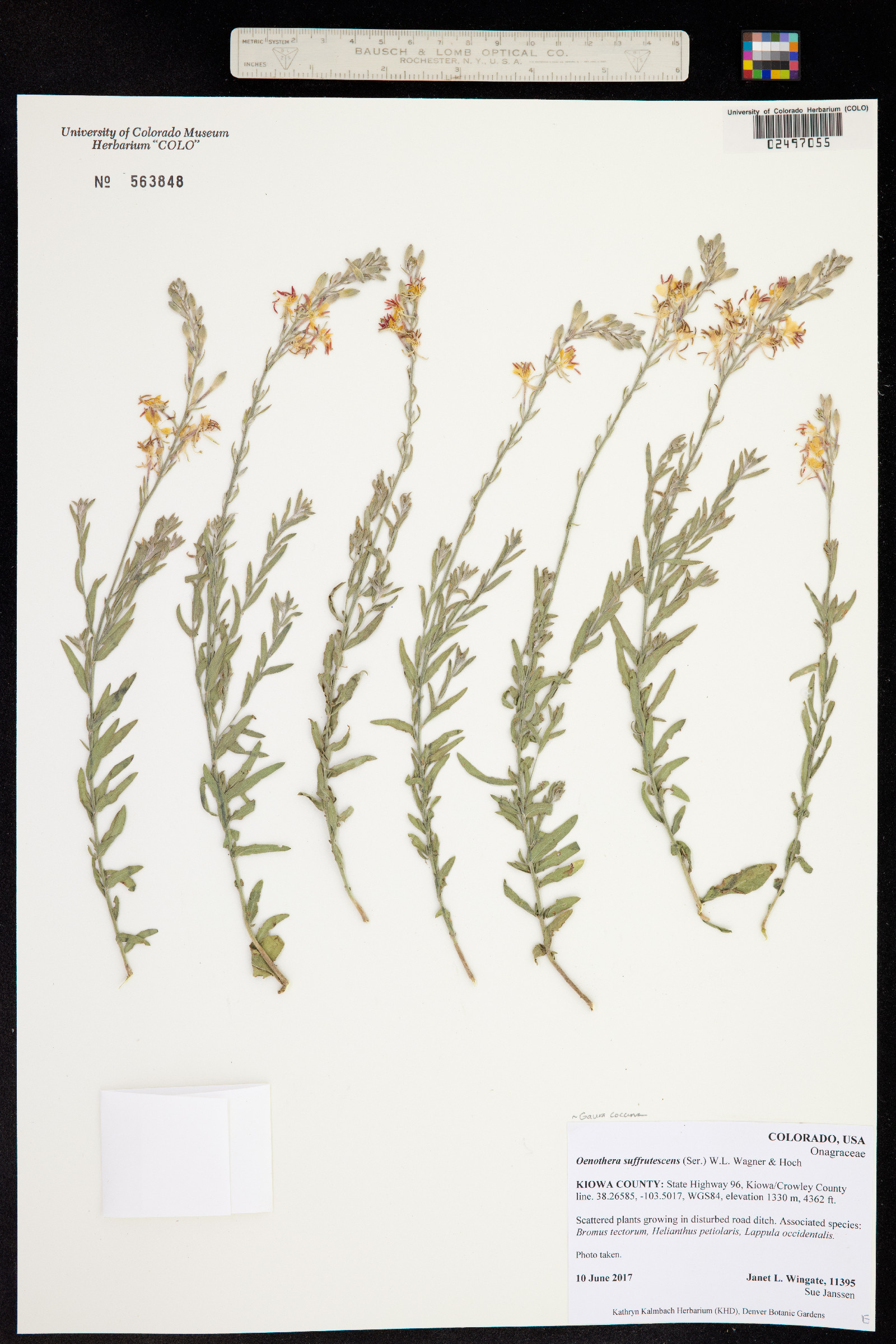 Oenothera suffrutescens image