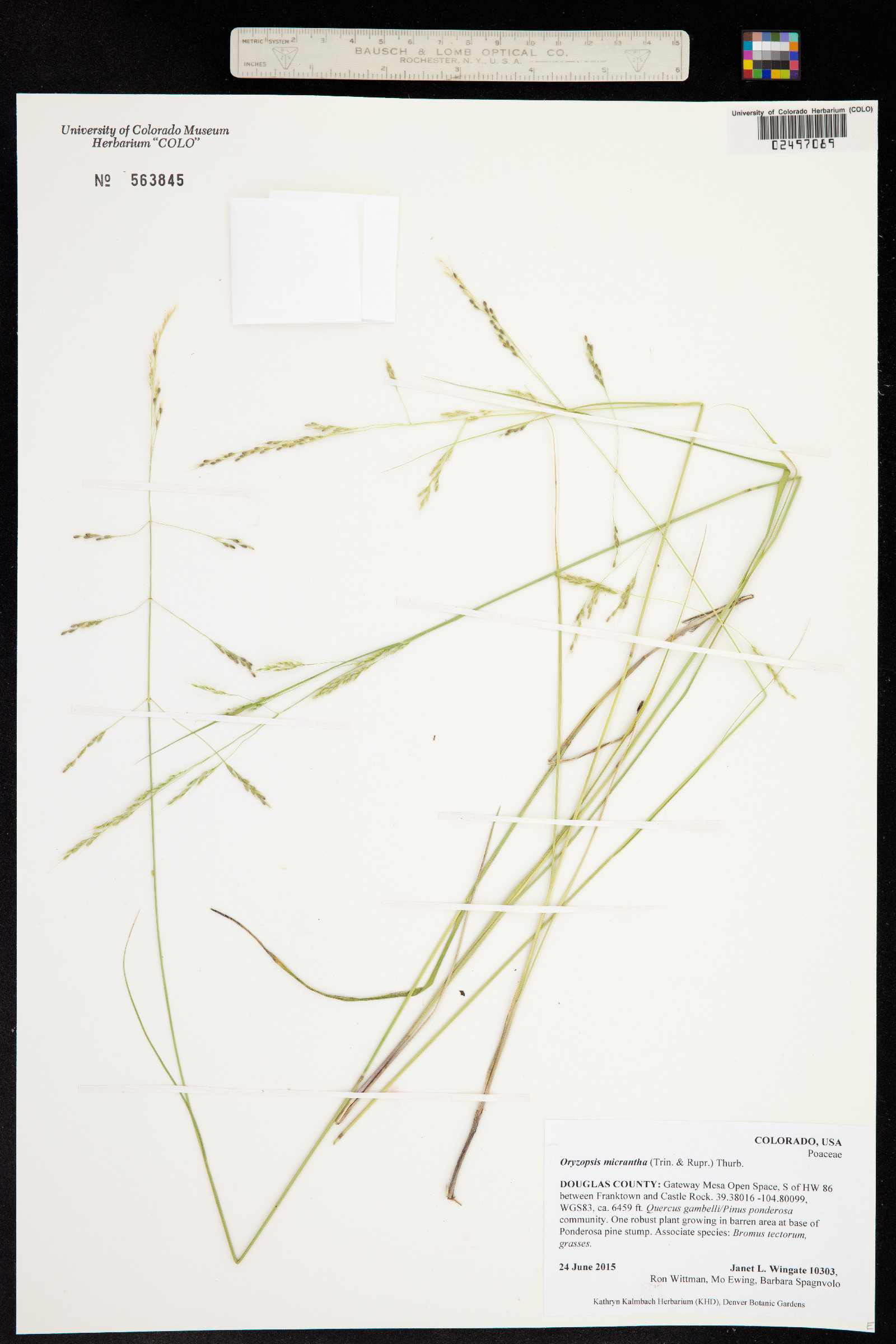 Piptatherum micranthum image