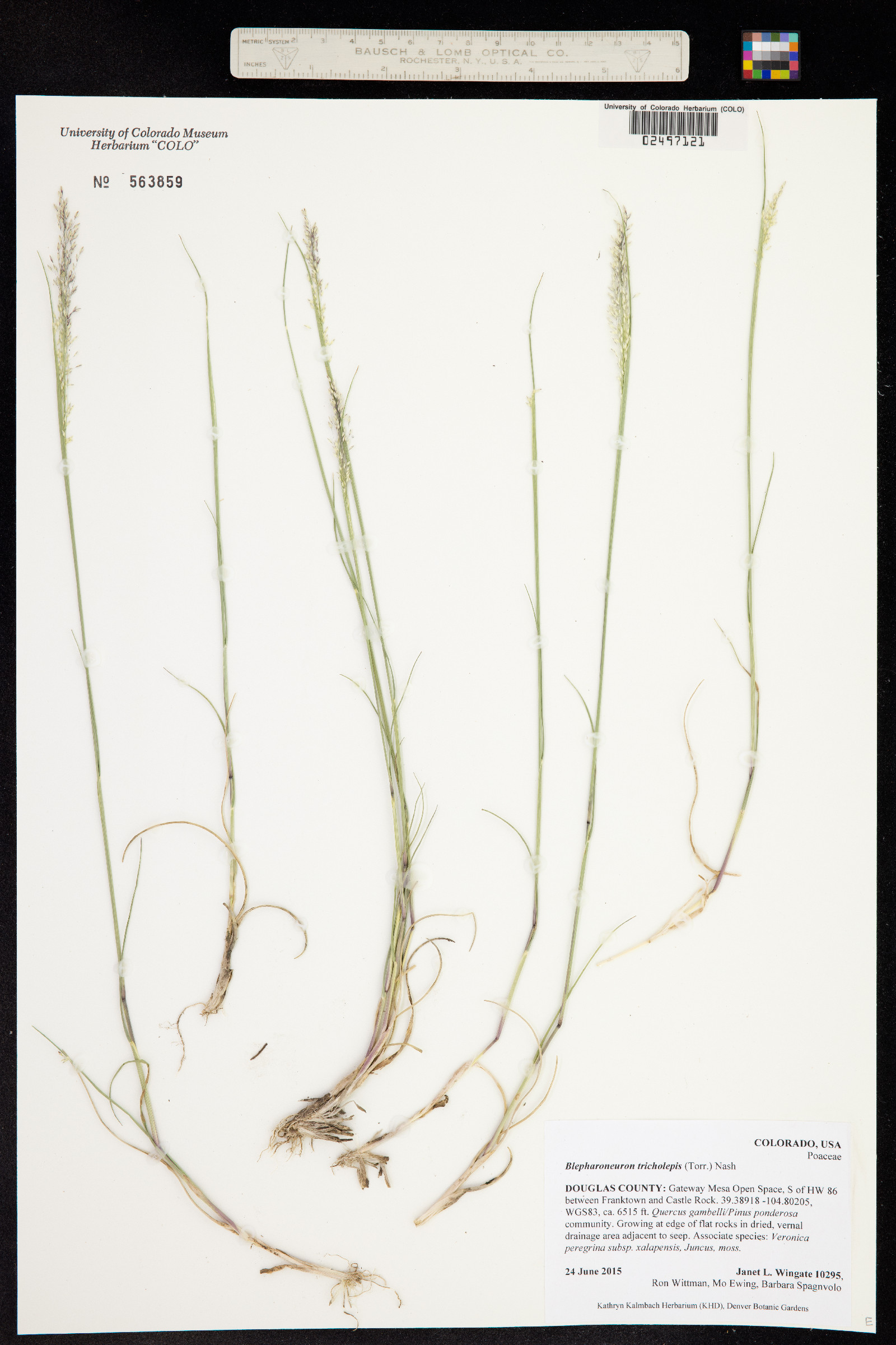 Muhlenbergia tricholepis image