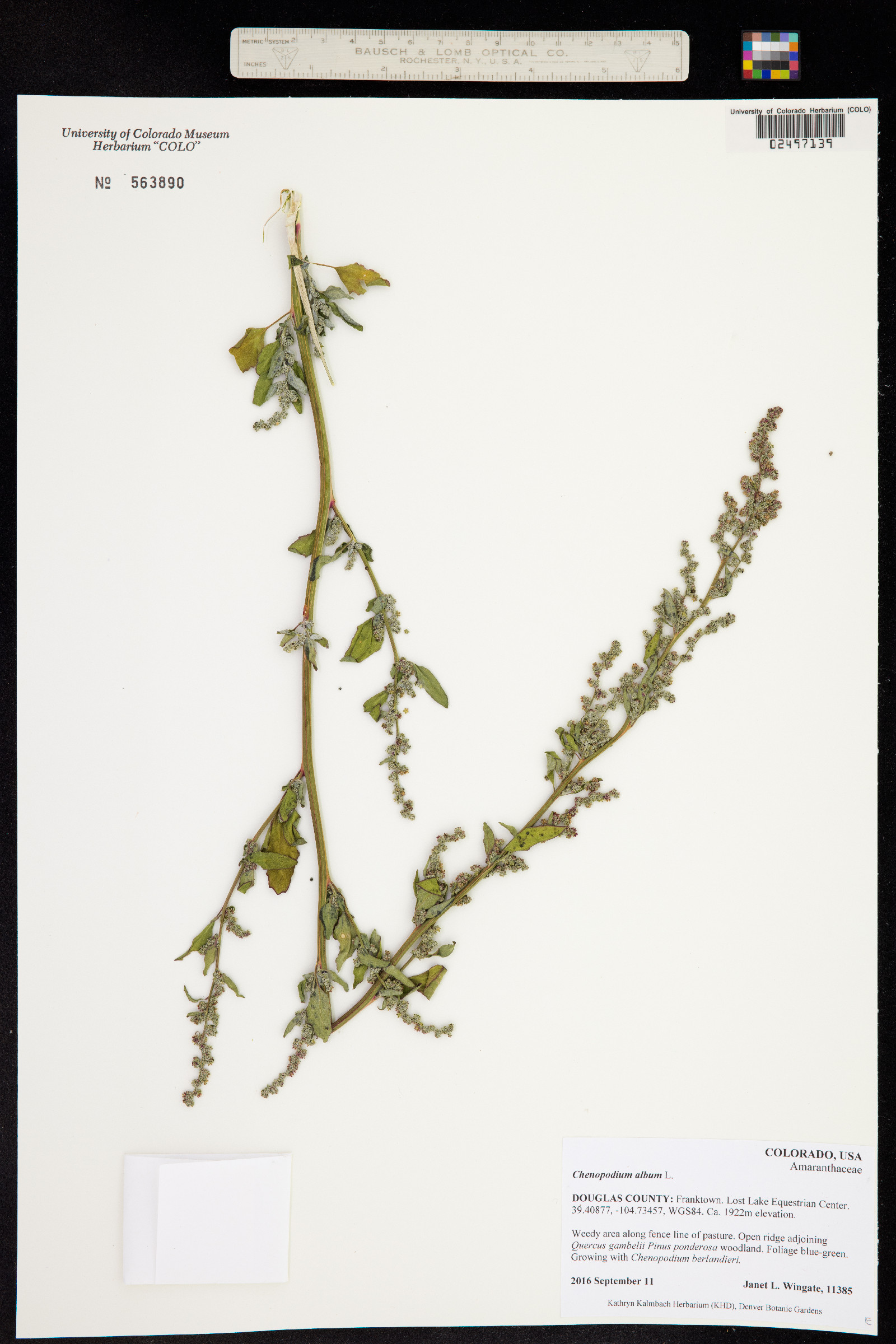 Chenopodium album image