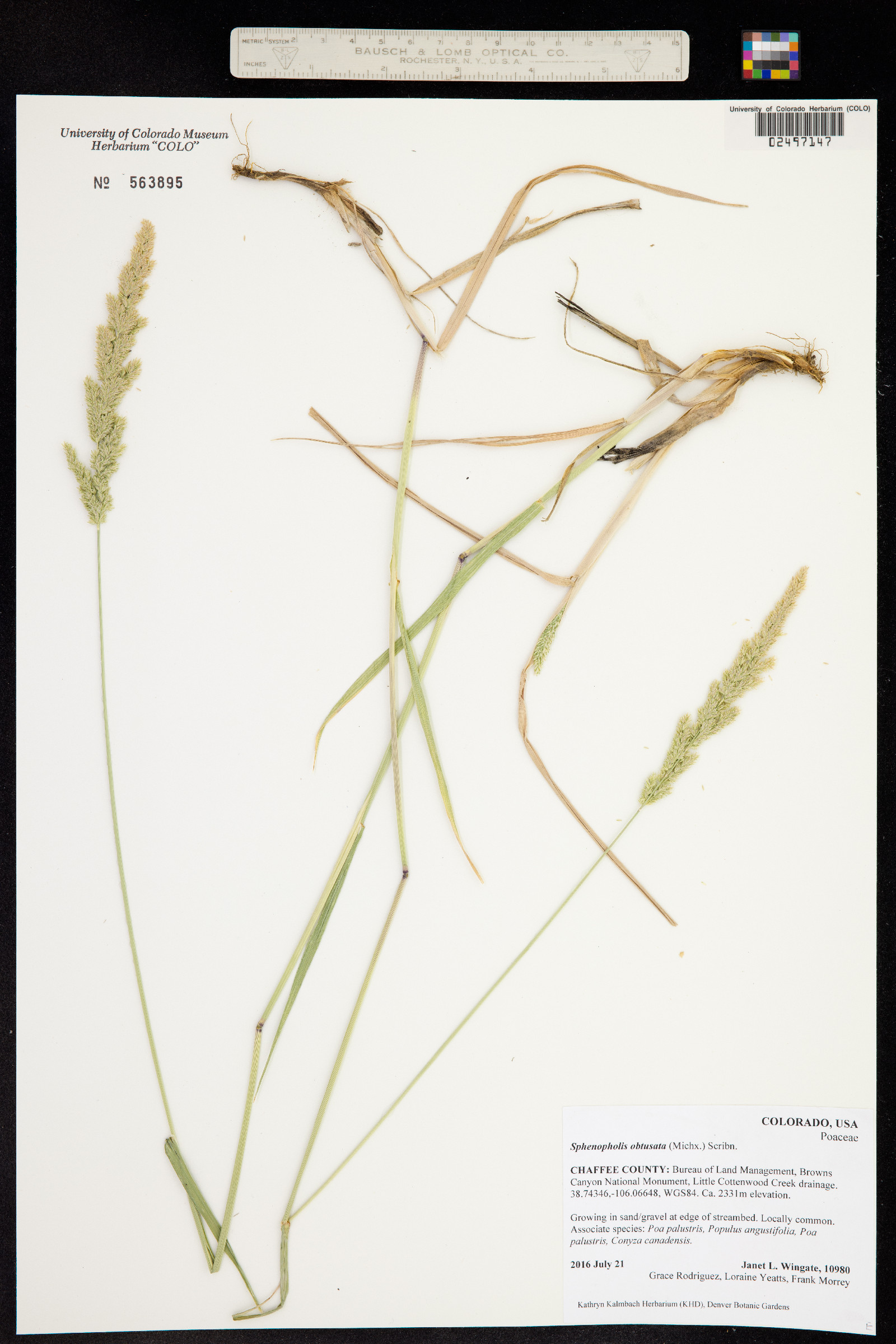 Sphenopholis obtusata image