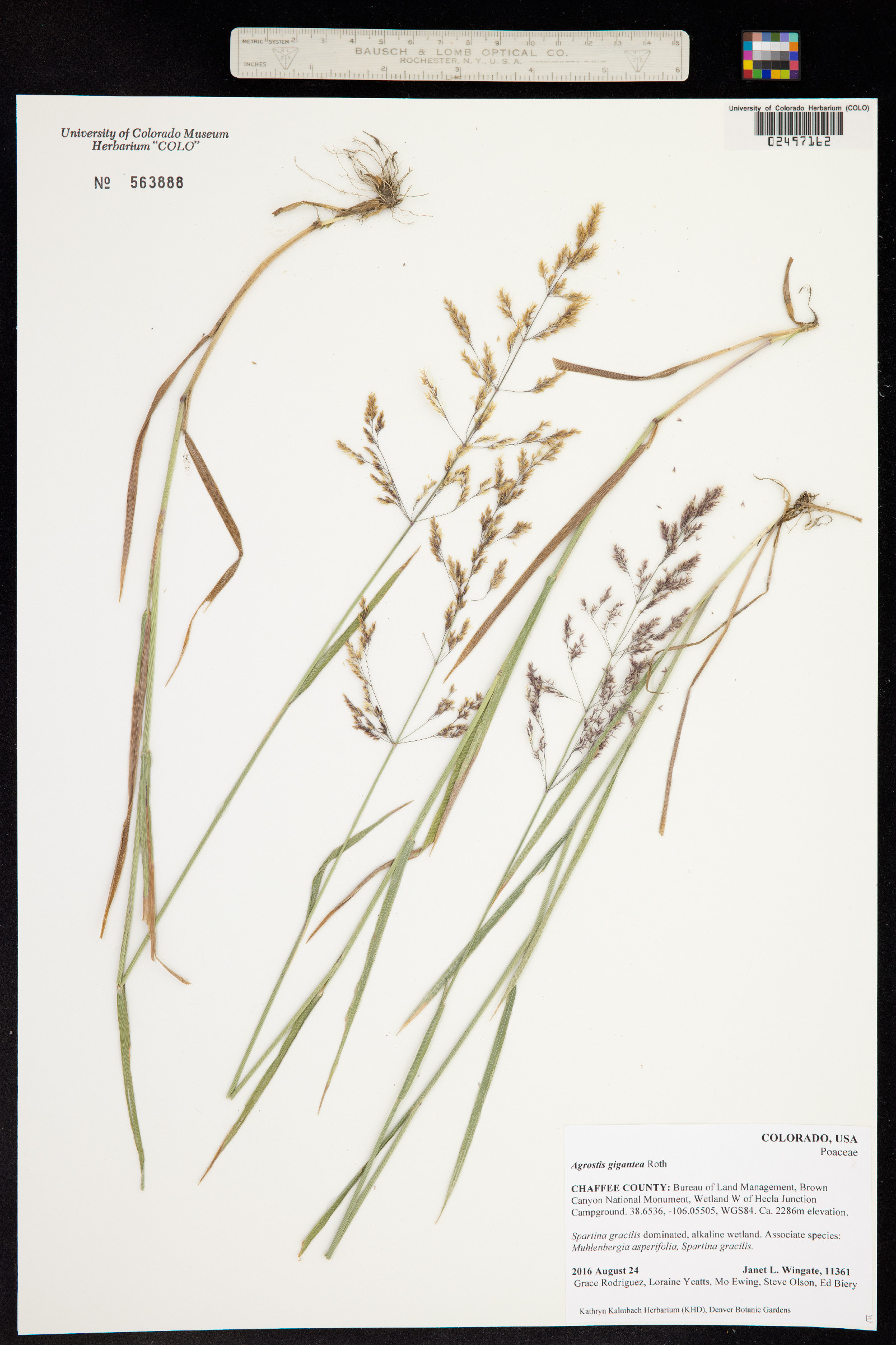 Agrostis gigantea image