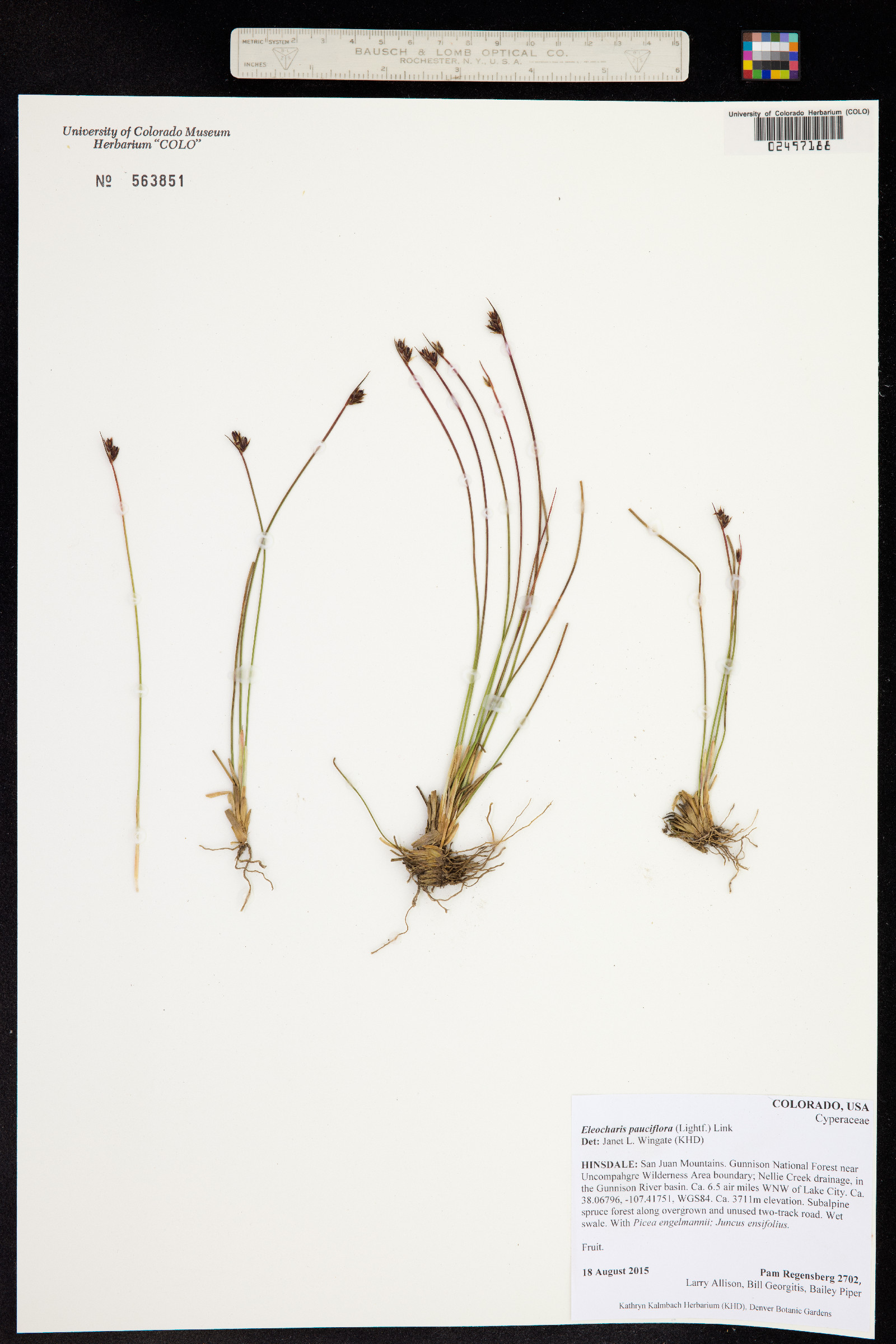 Eleocharis quinqueflora image