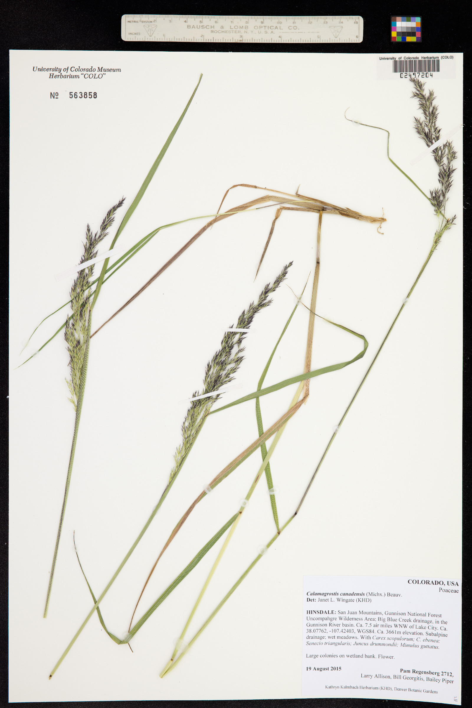 Calamagrostis image
