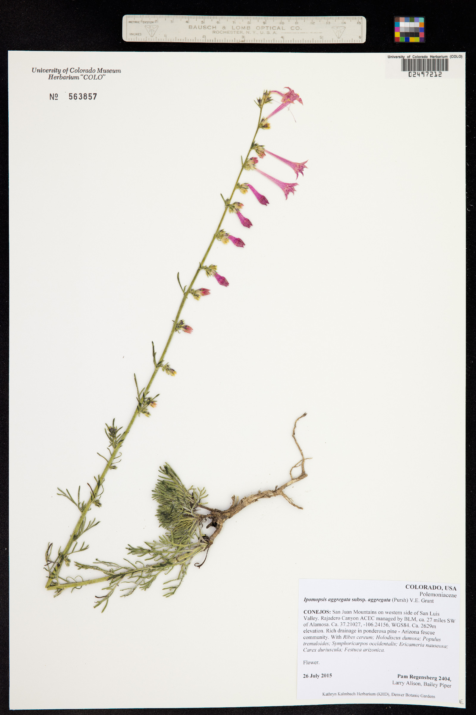 Ipomopsis aggregata image