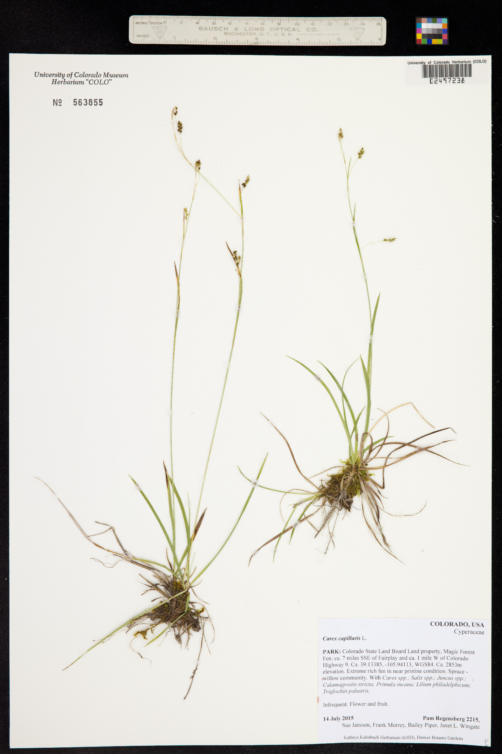 Carex capillaris image