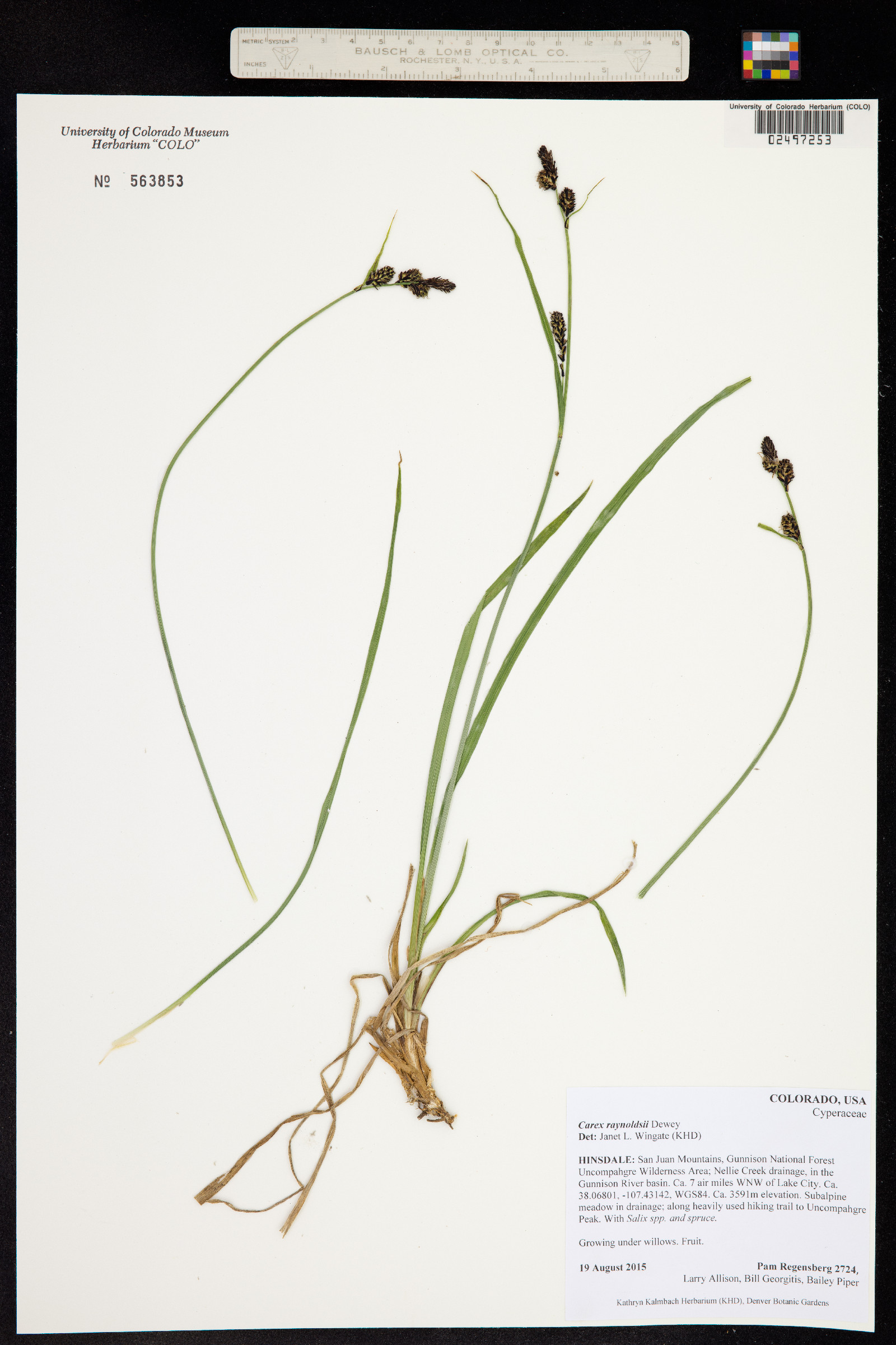 Carex raynoldsii image