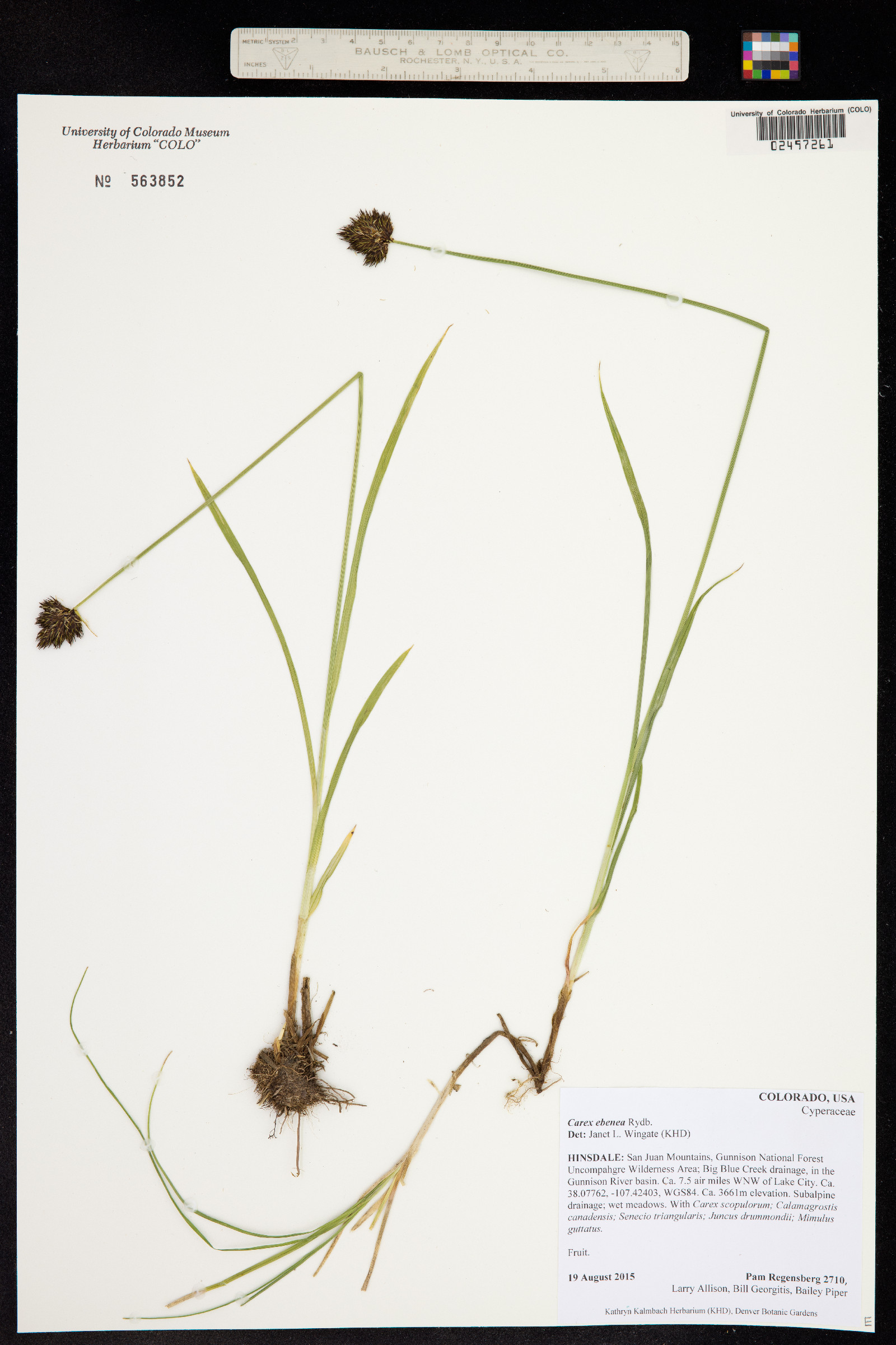 Carex ebenea image