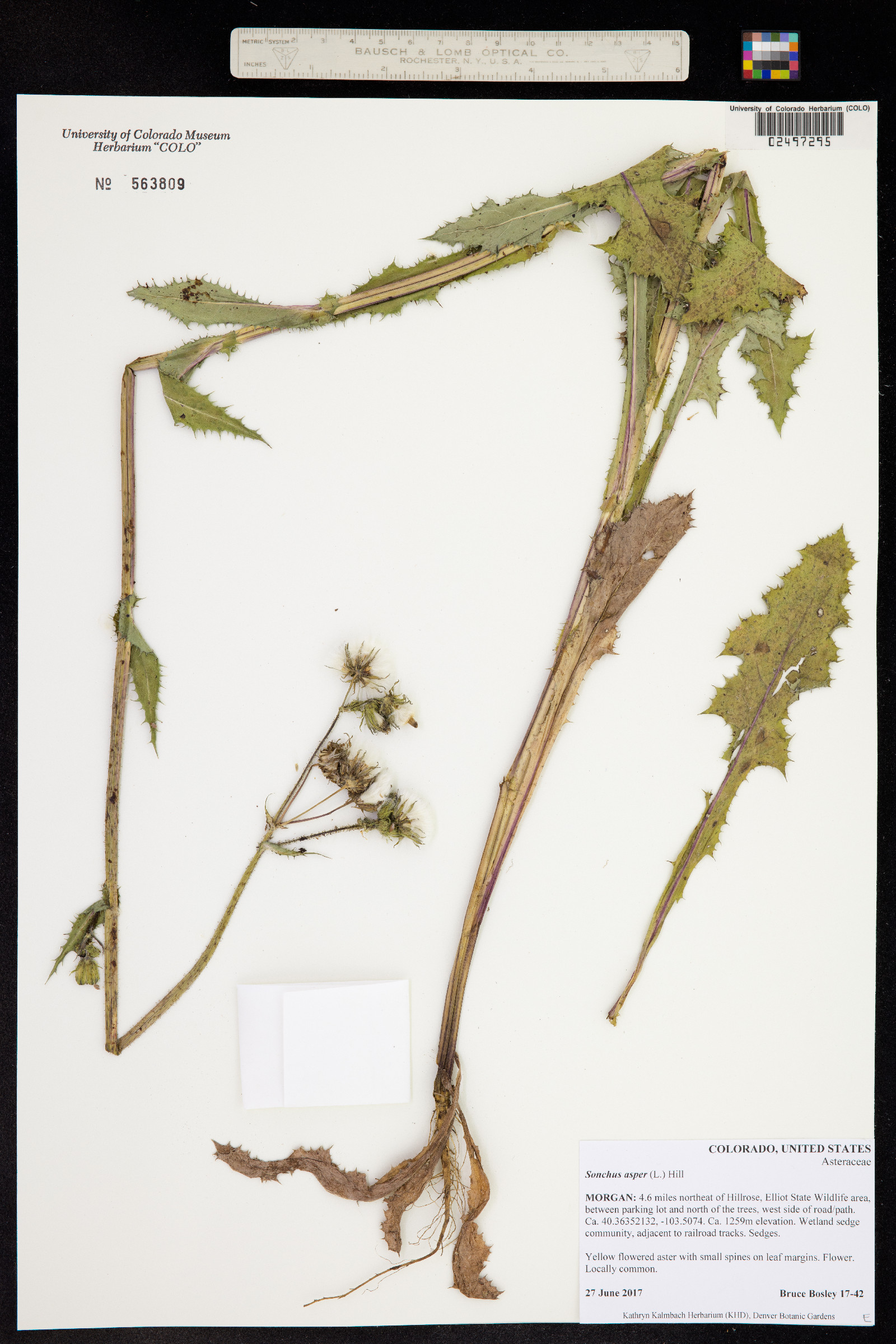 Sonchus asper image