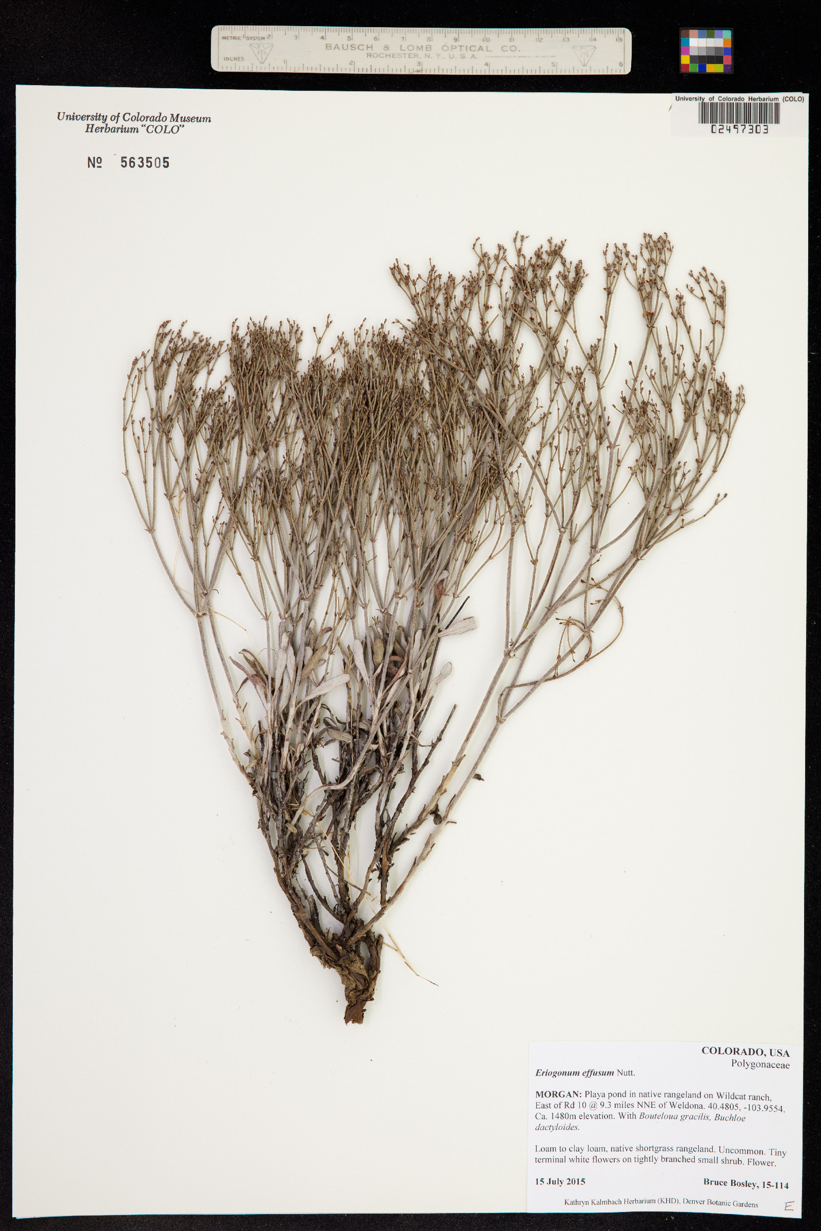 Eriogonum effusum image