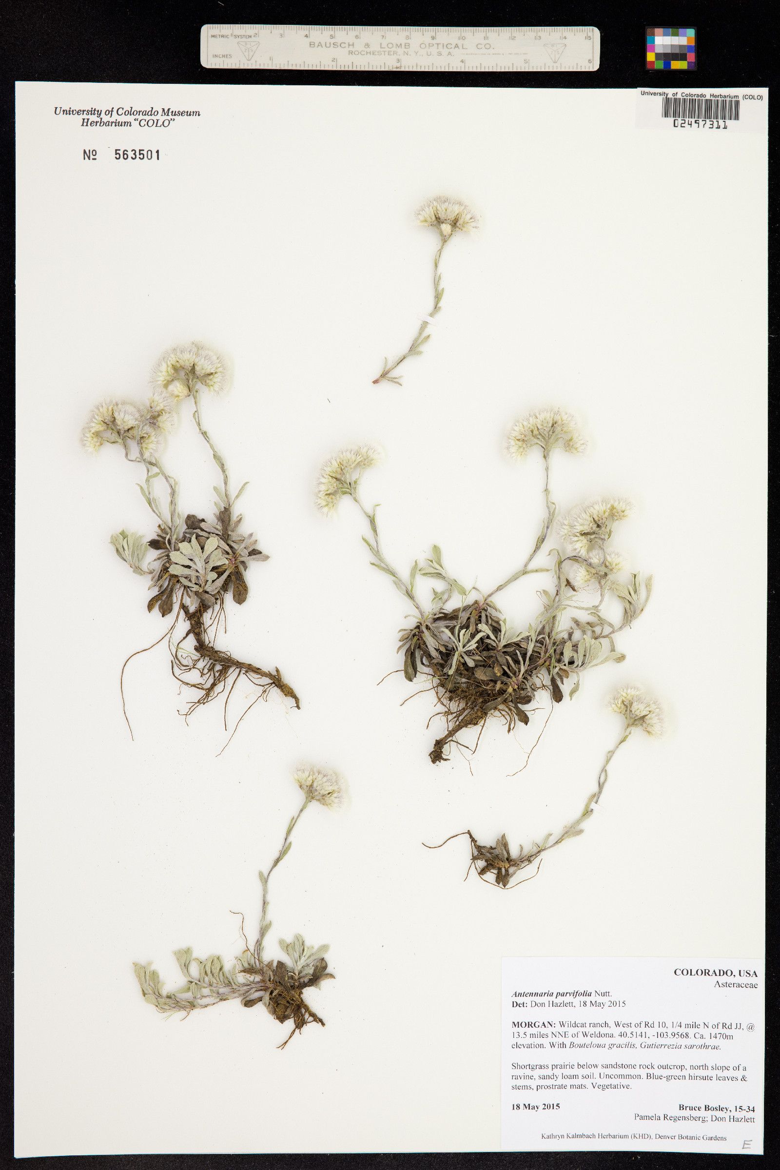 Antennaria parvifolia image