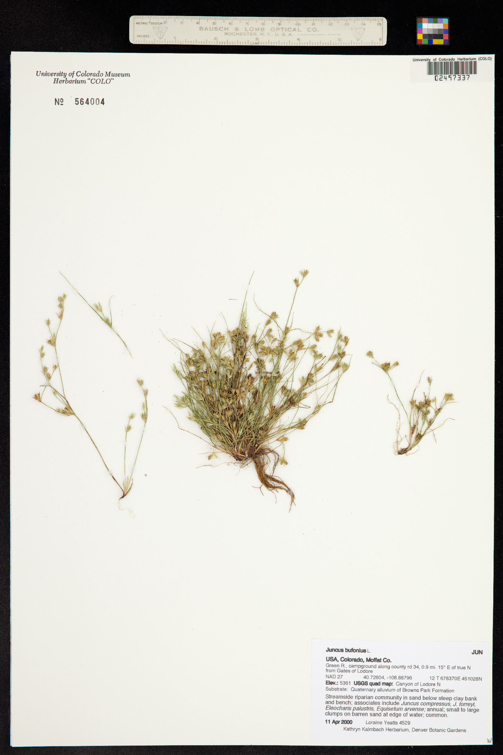 Juncus bufonius image