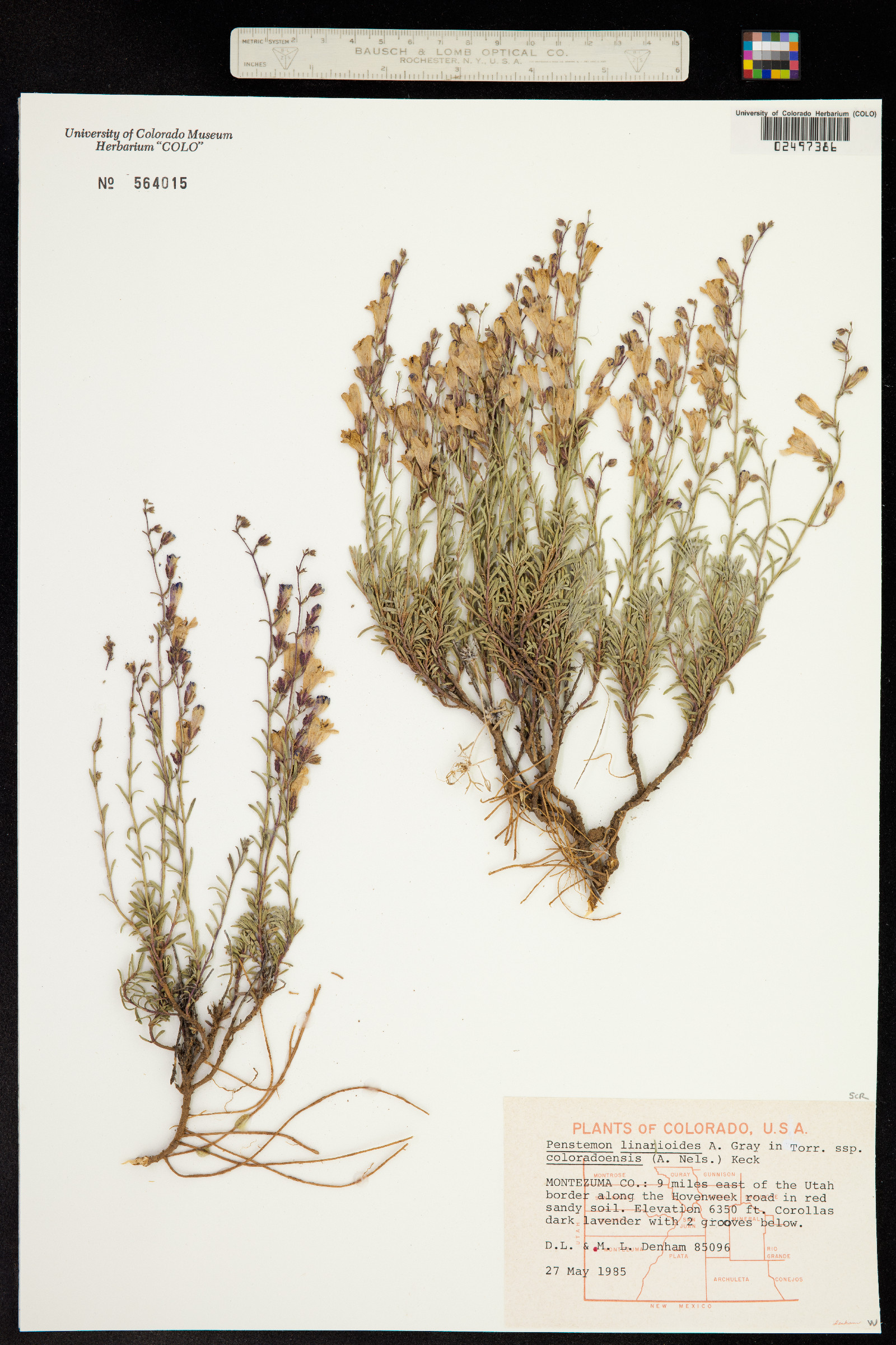 Penstemon linarioides image