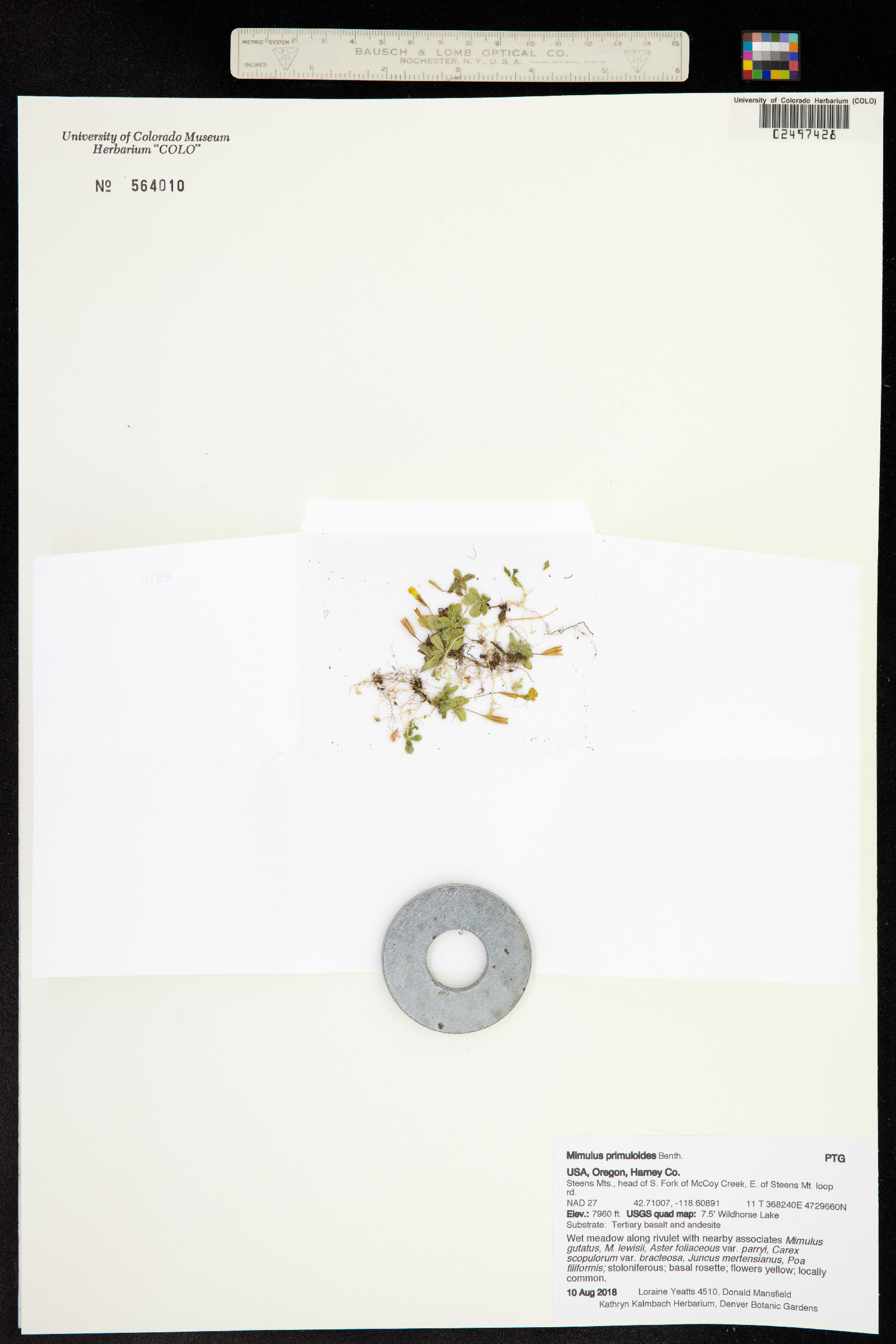 Mimulus primuloides image