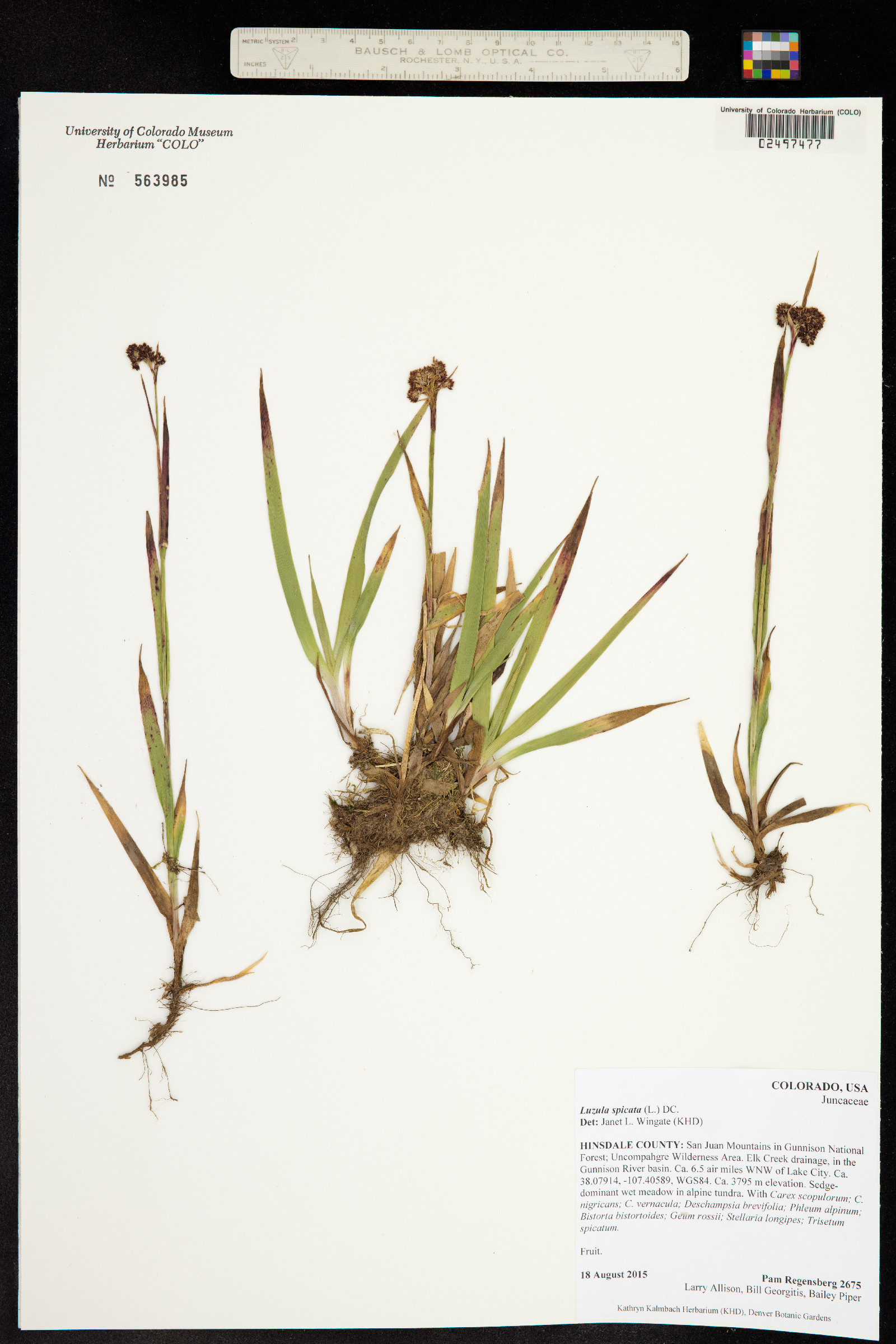 Luzula spicata image