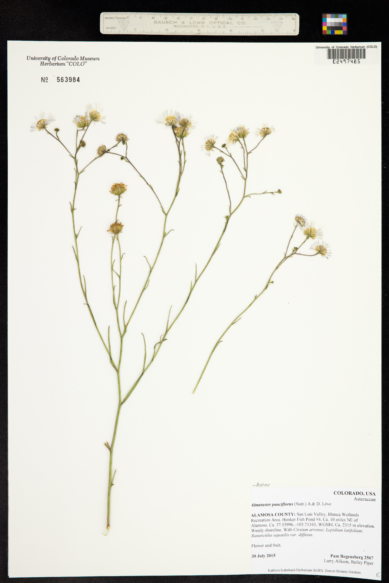 Almutaster pauciflorus image