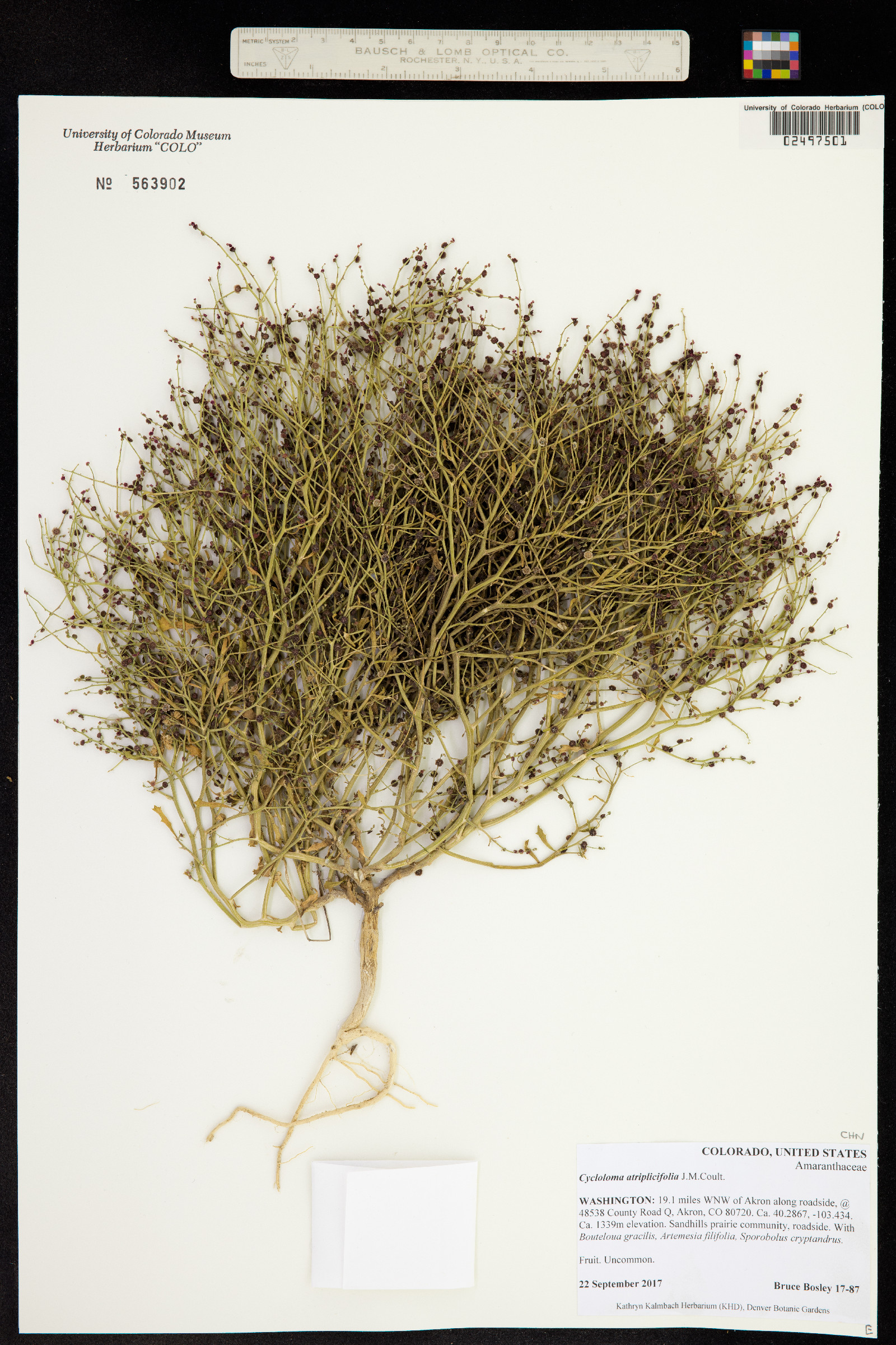 Cycloloma image