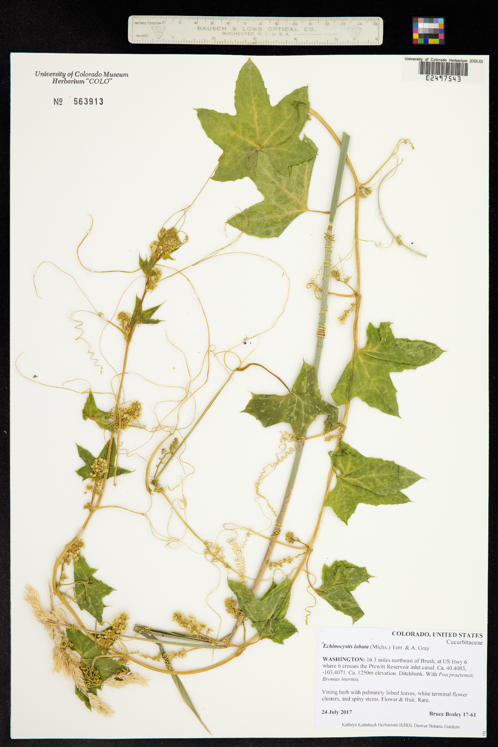 Echinocystis lobata image