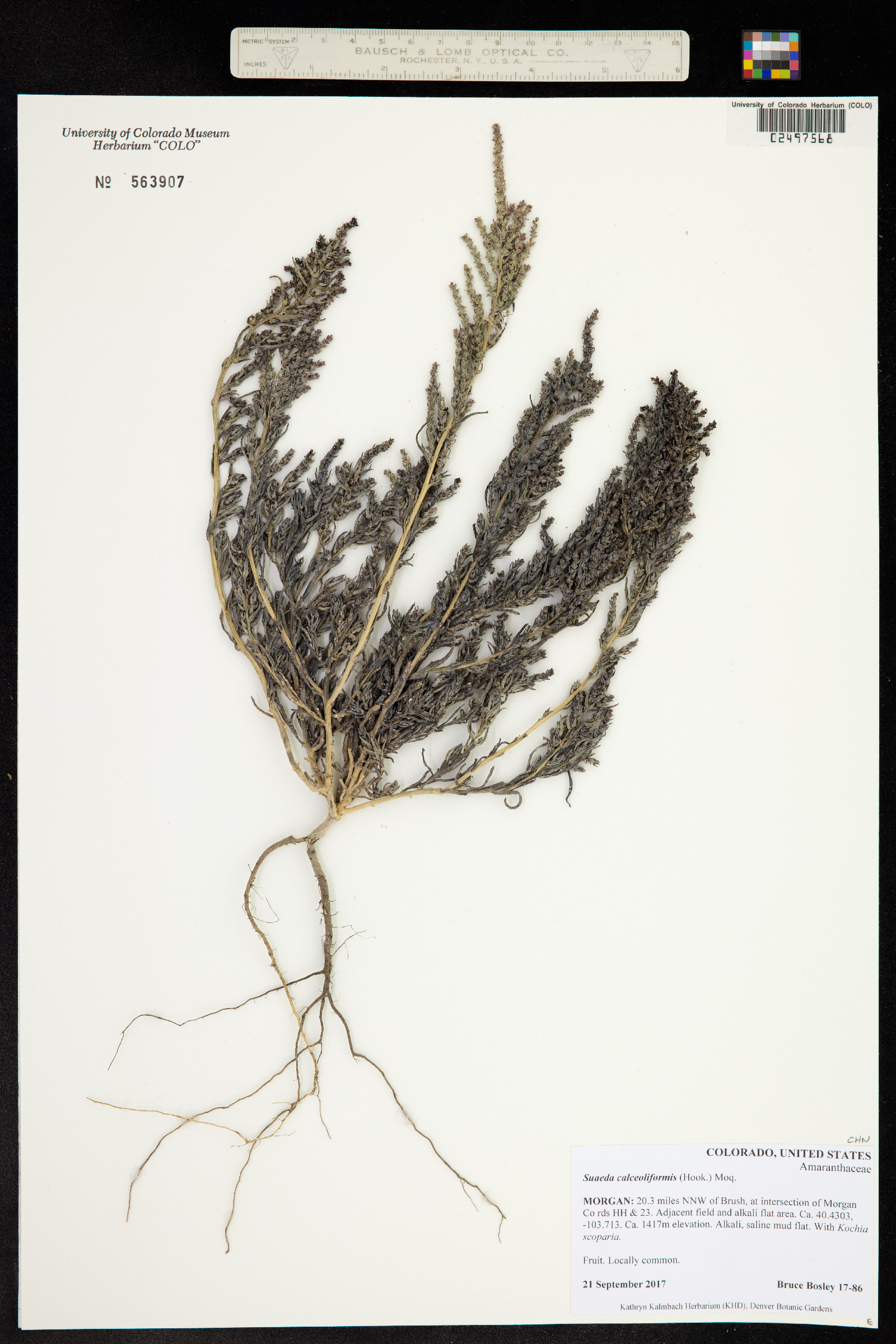 Suaeda calceoliformis image