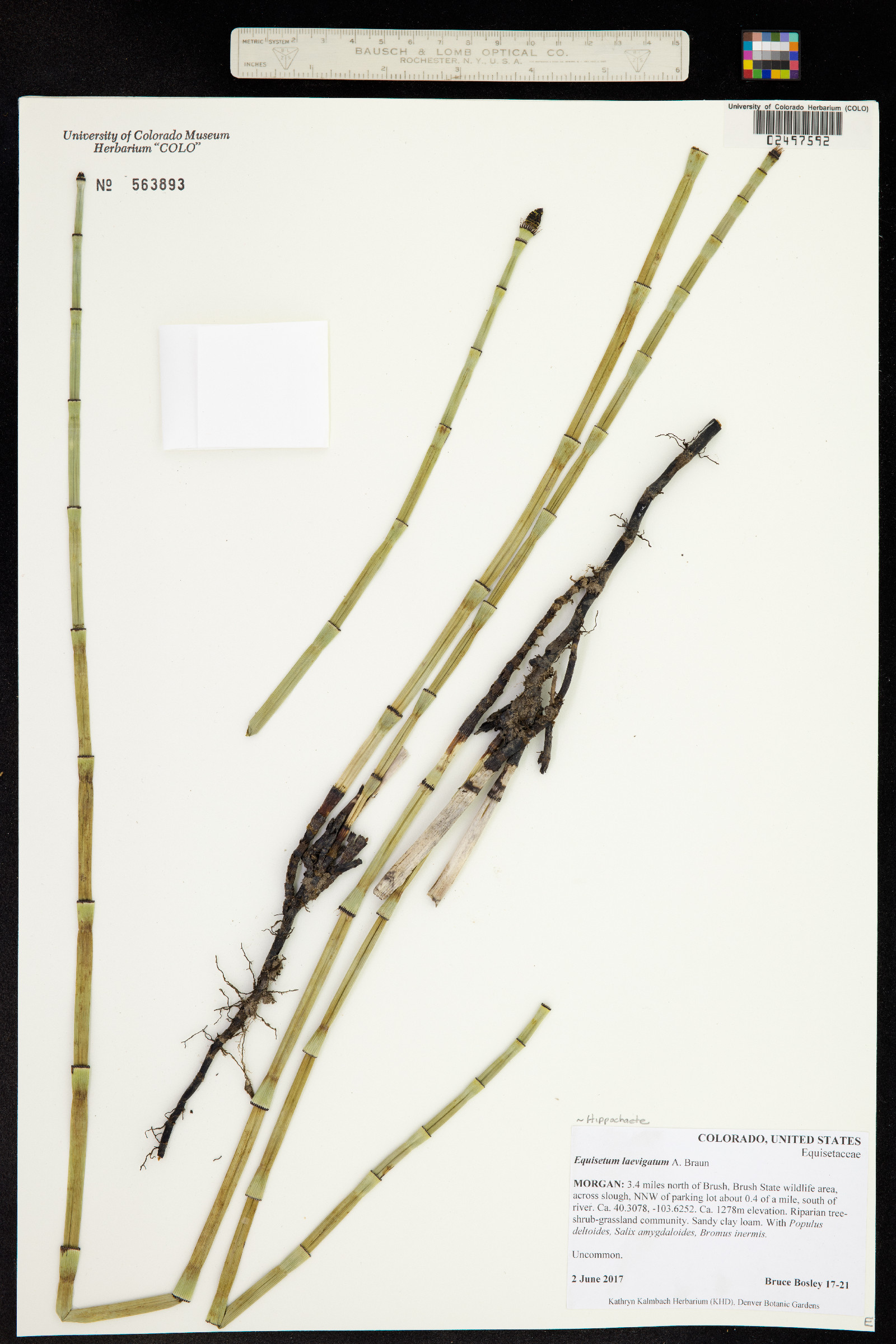 Equisetum laevigatum image