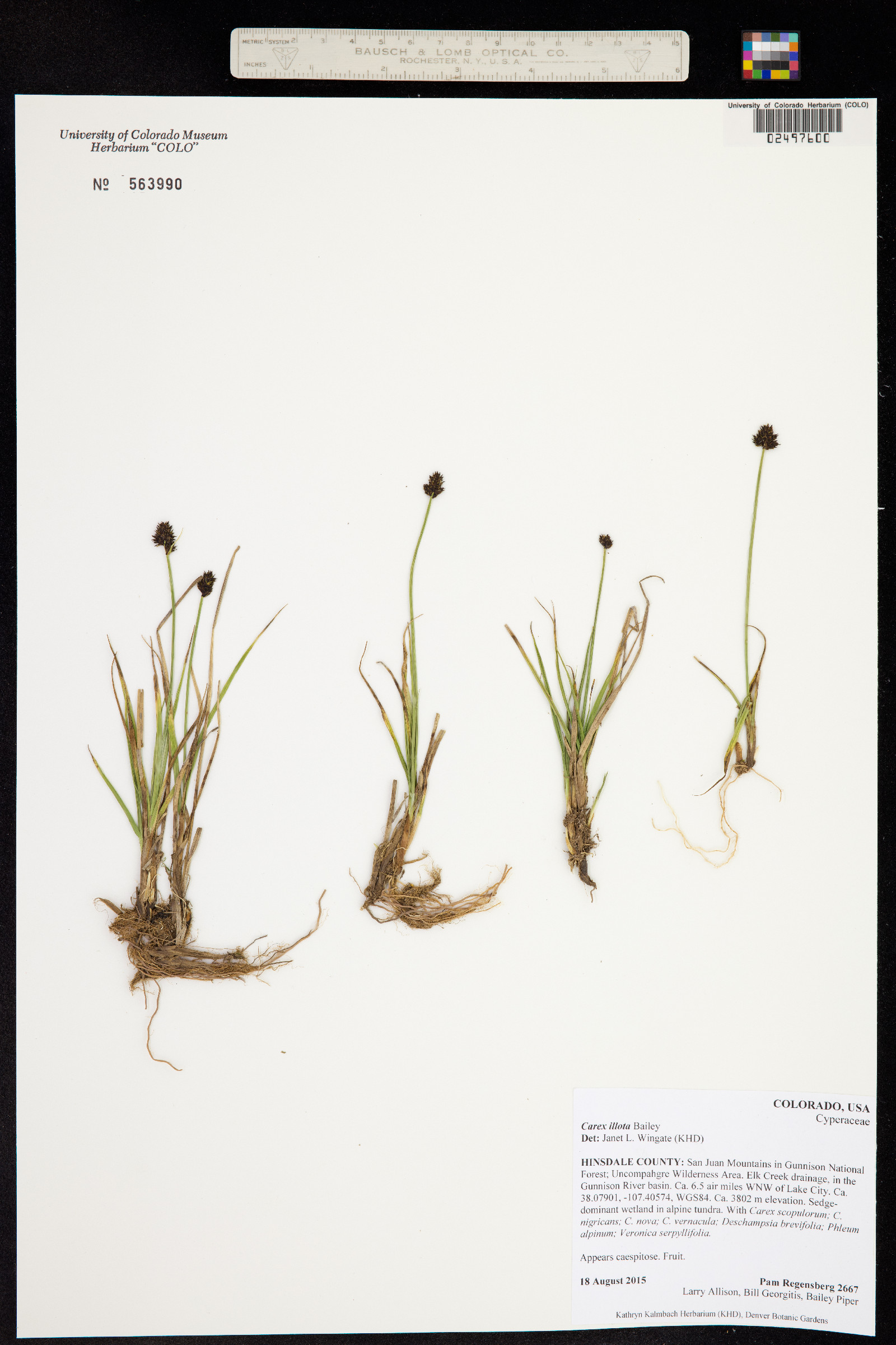 Carex illota image