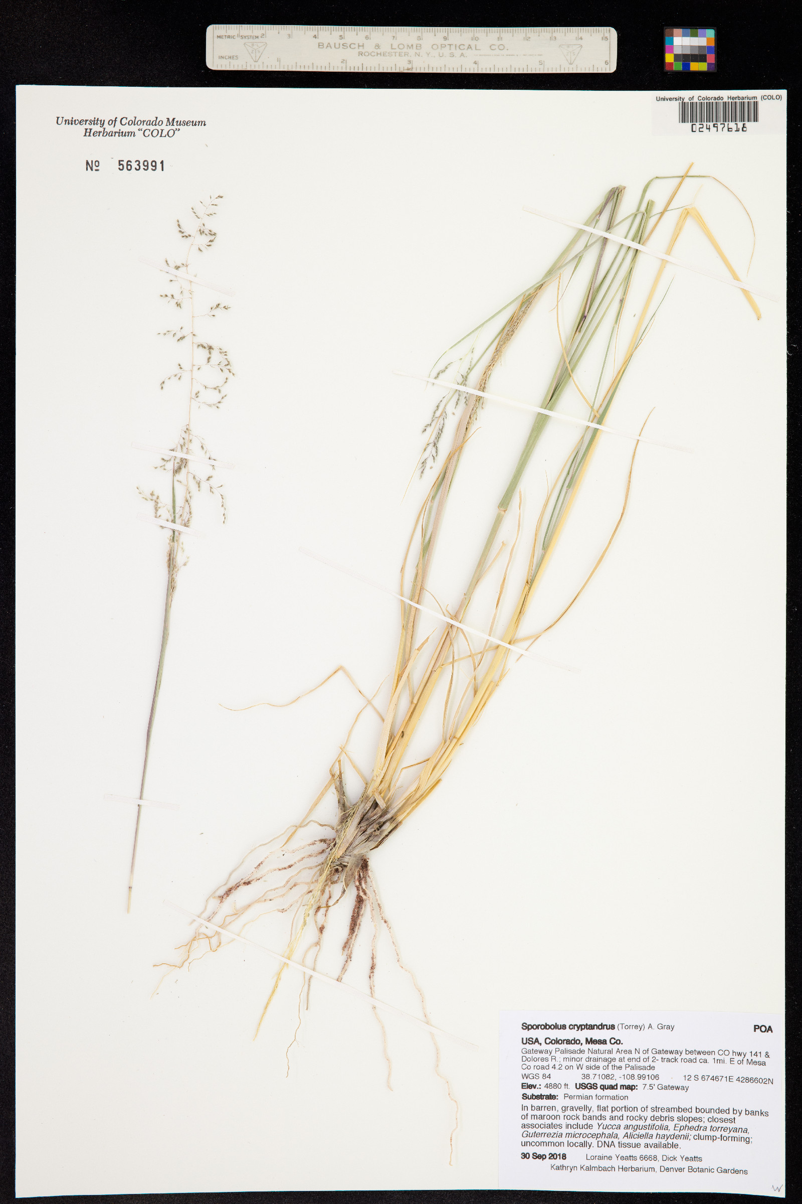 Sporobolus cryptandrus image