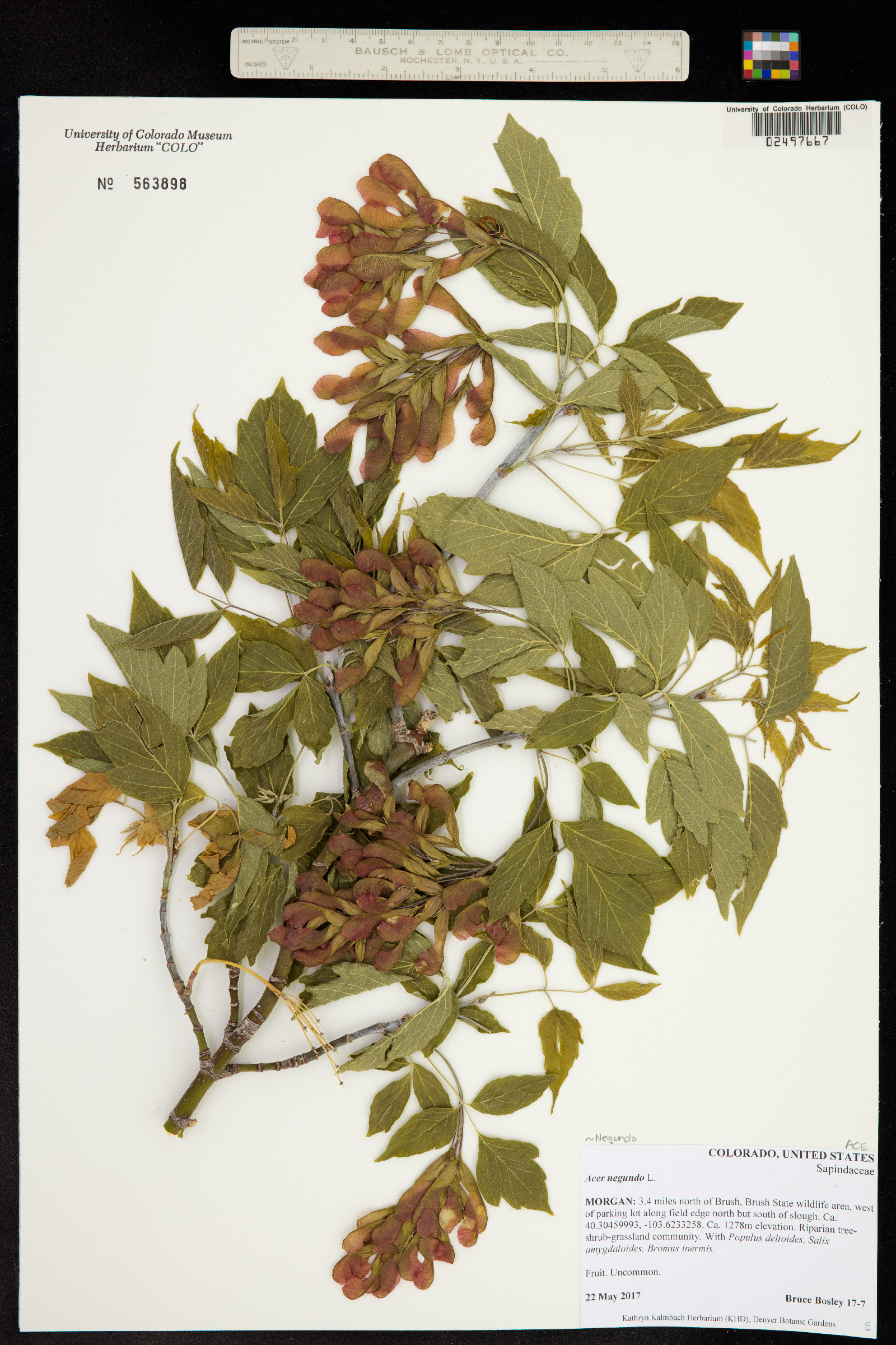 Acer negundo var. negundo image