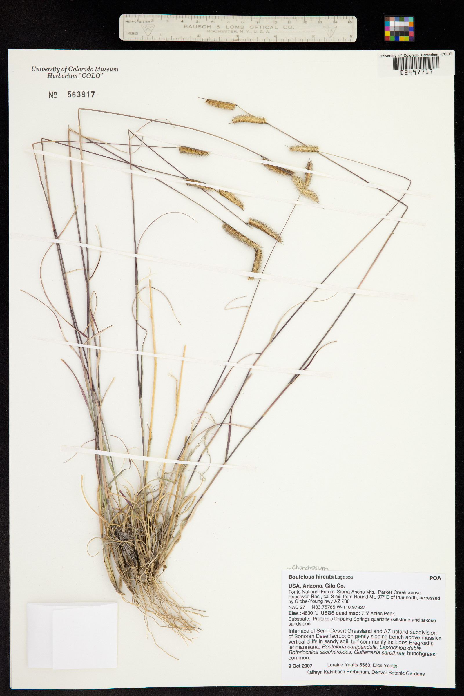 Bouteloua hirsuta image