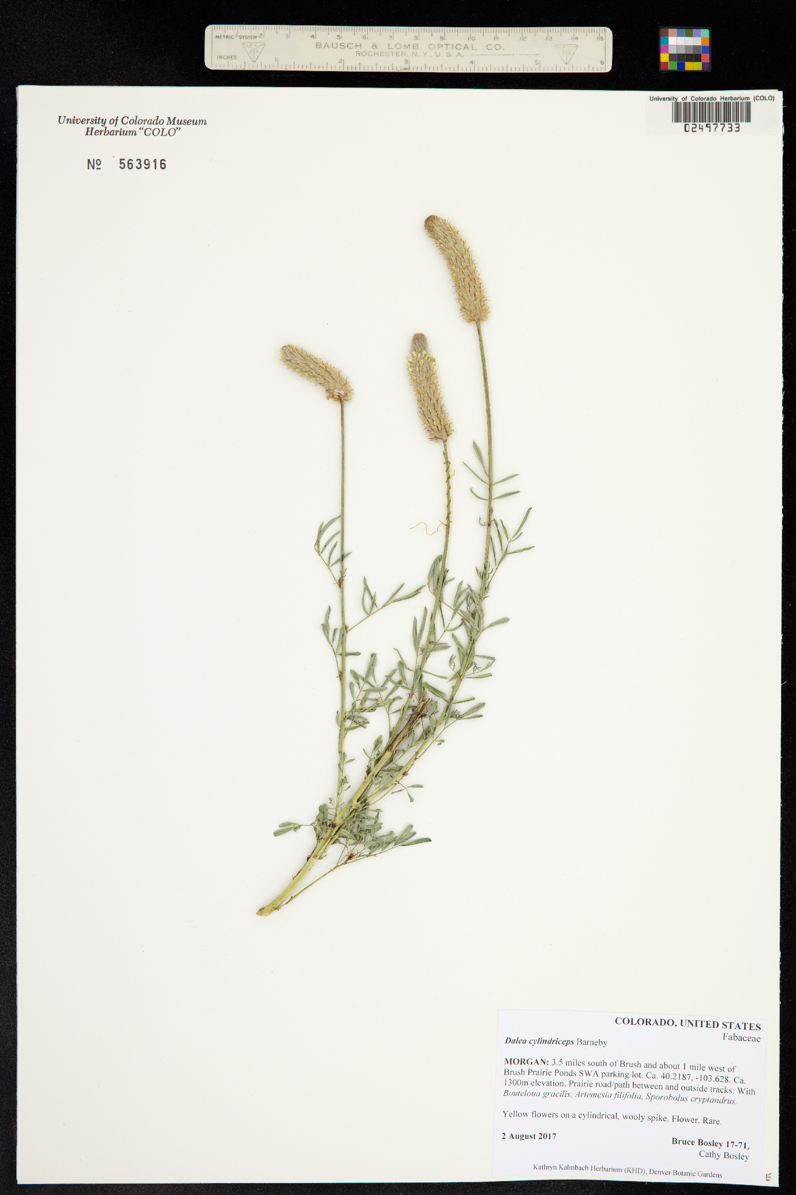 Dalea cylindriceps image