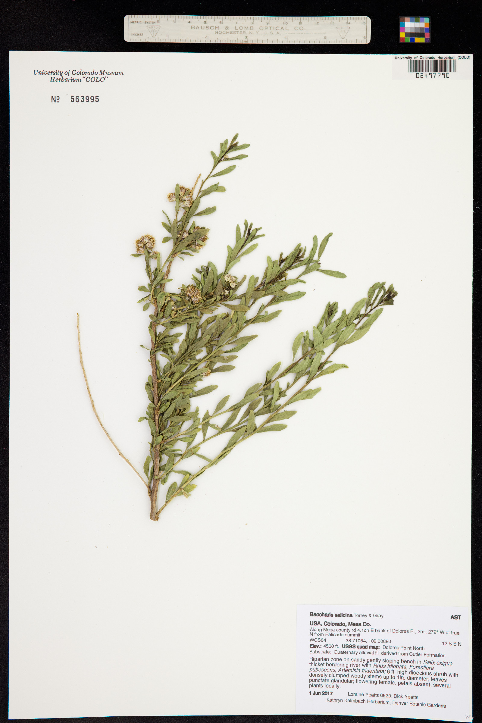 Baccharis salicina image