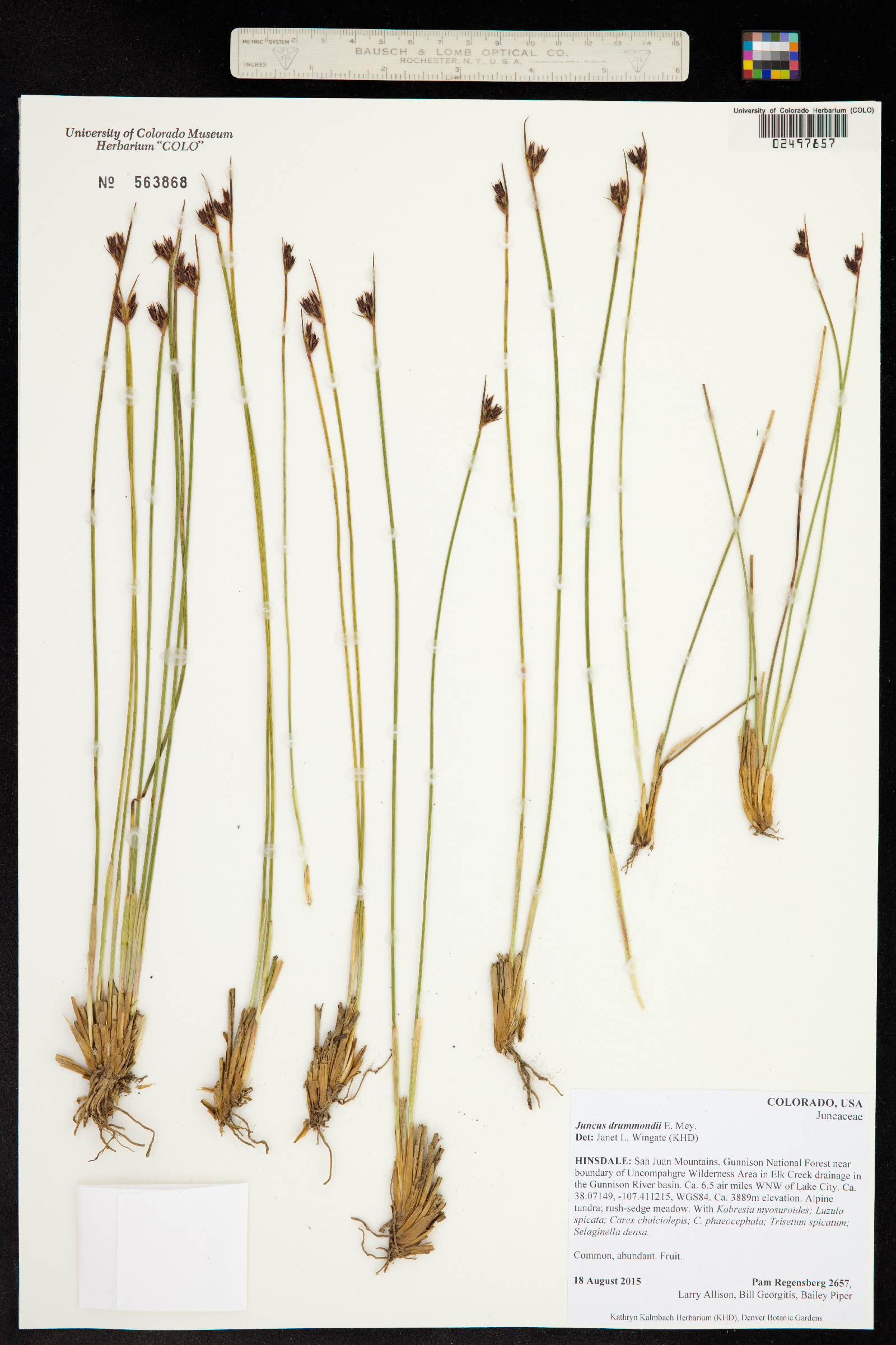 Juncus drummondii image