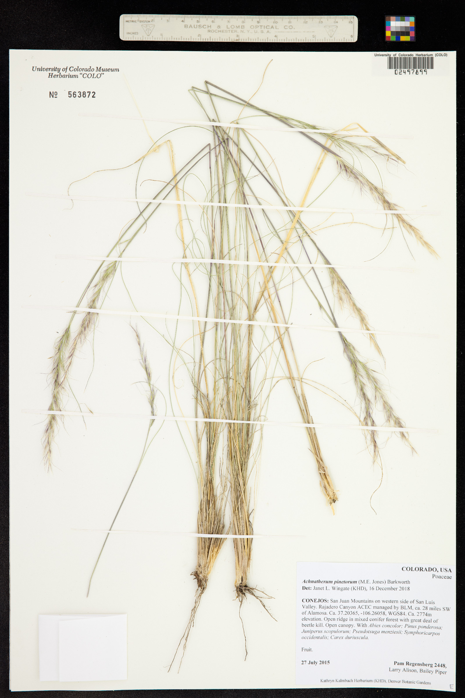 Achnatherum pinetorum image