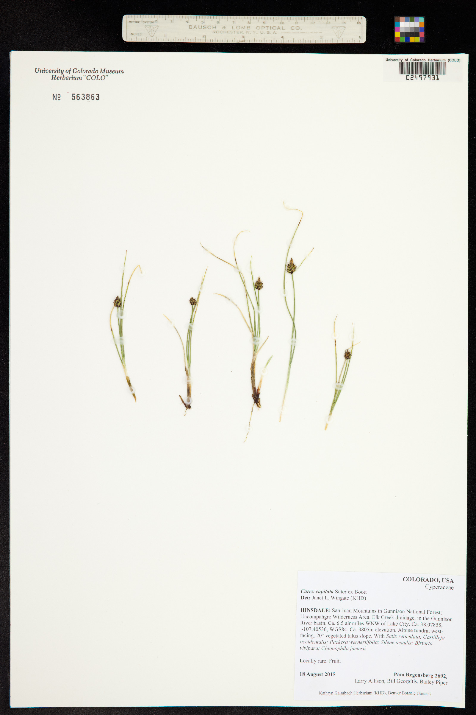 Carex capitata image