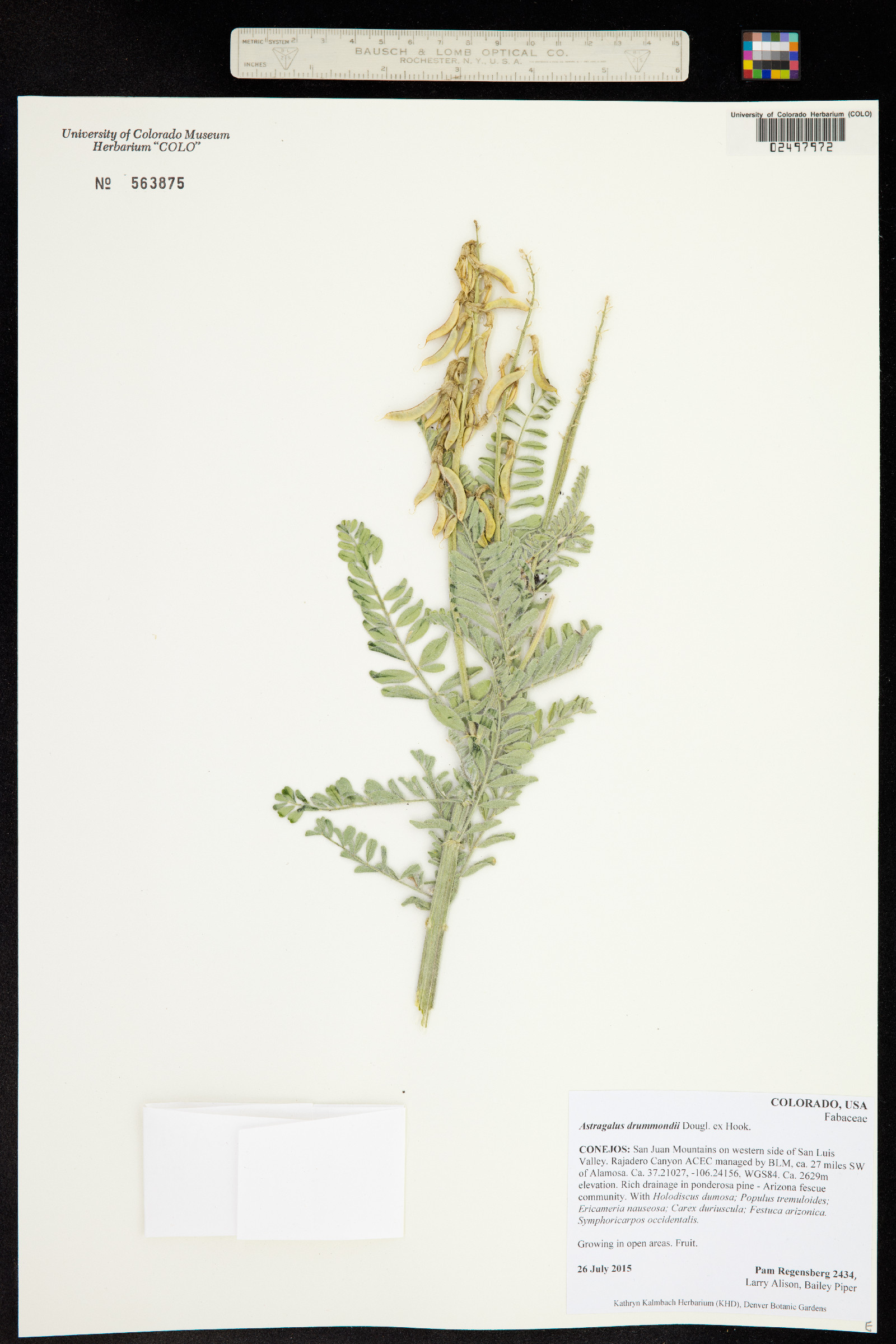 Astragalus drummondii image