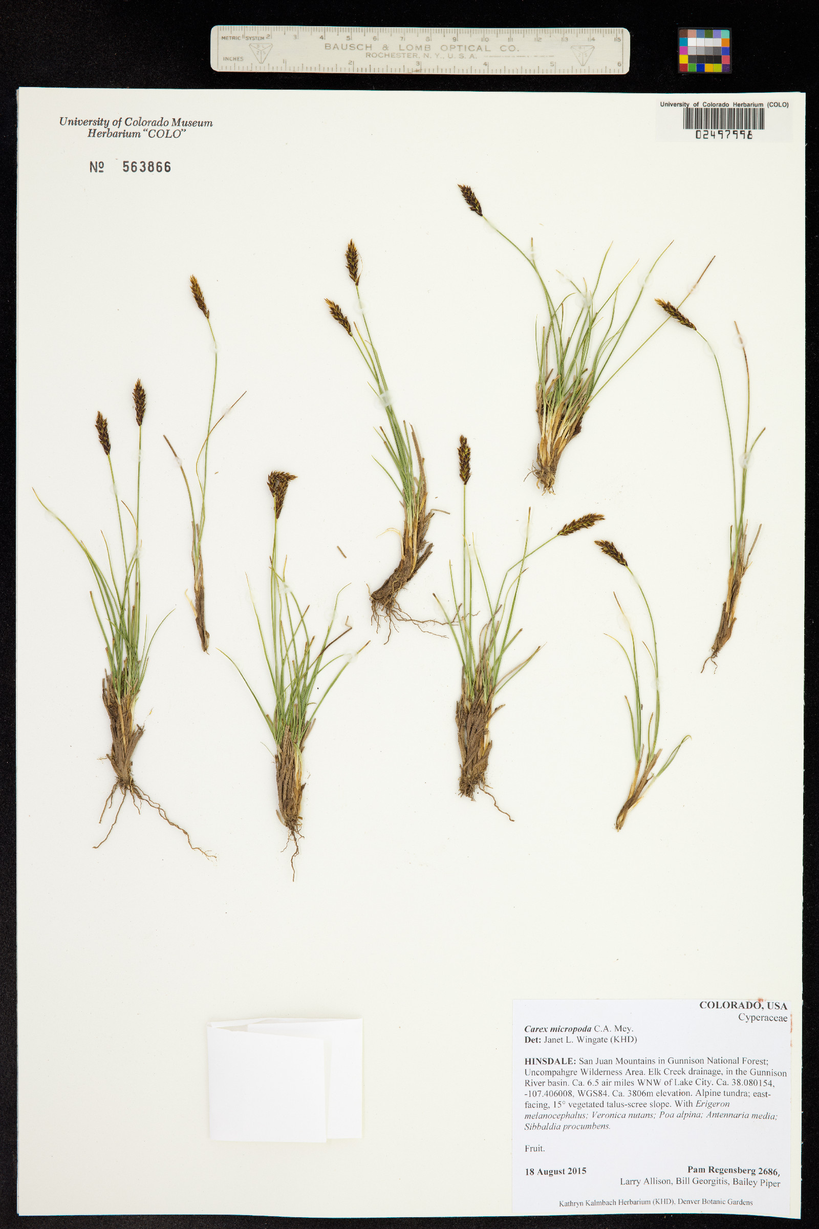 Carex micropoda image