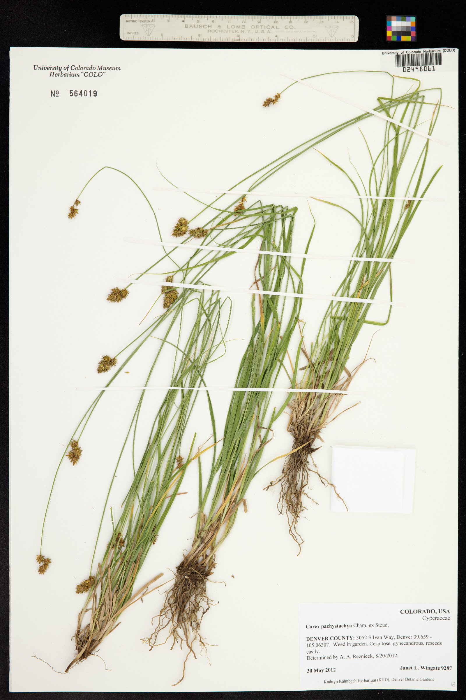 Carex pachystachya image