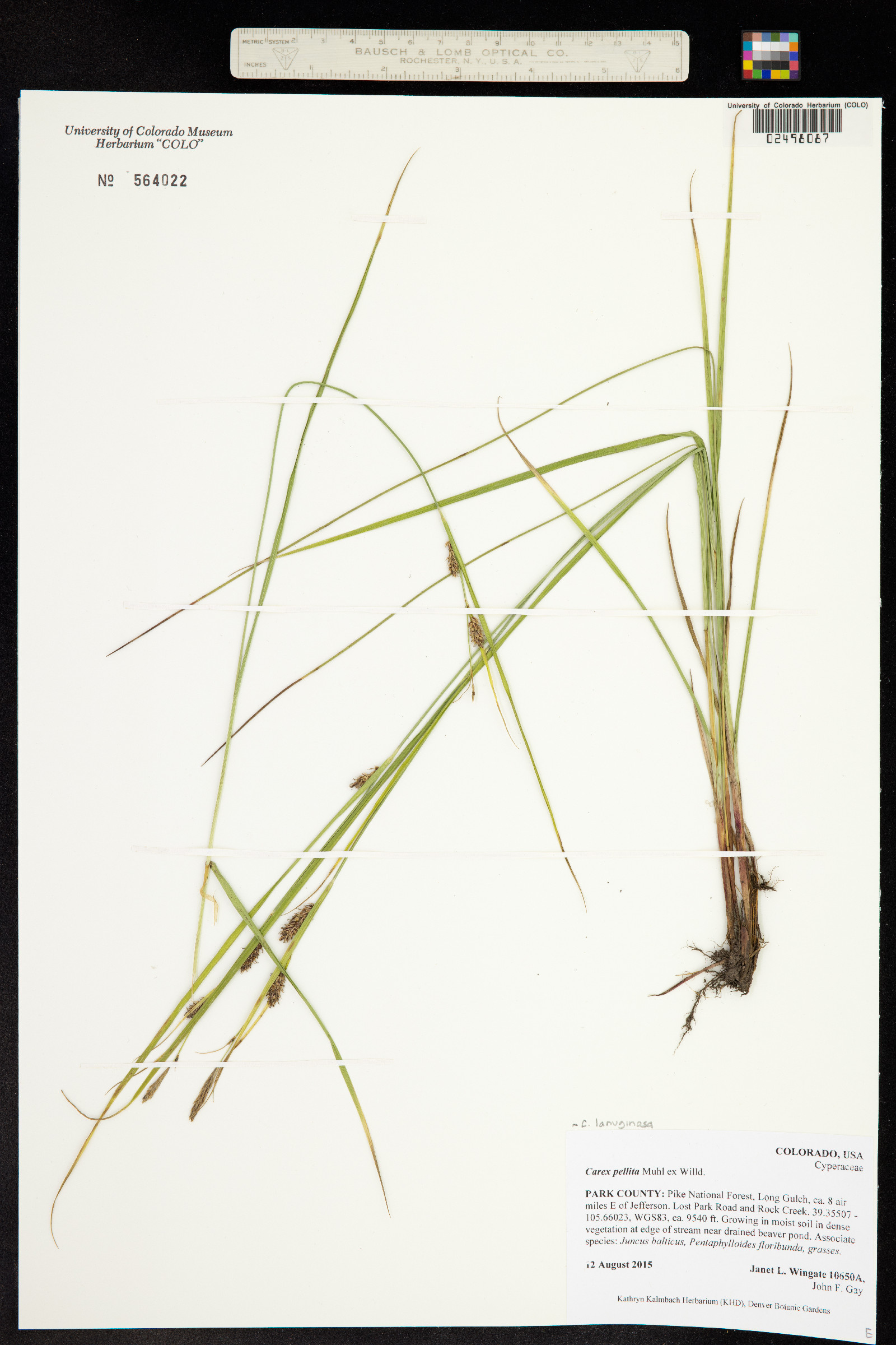 Carex pellita image