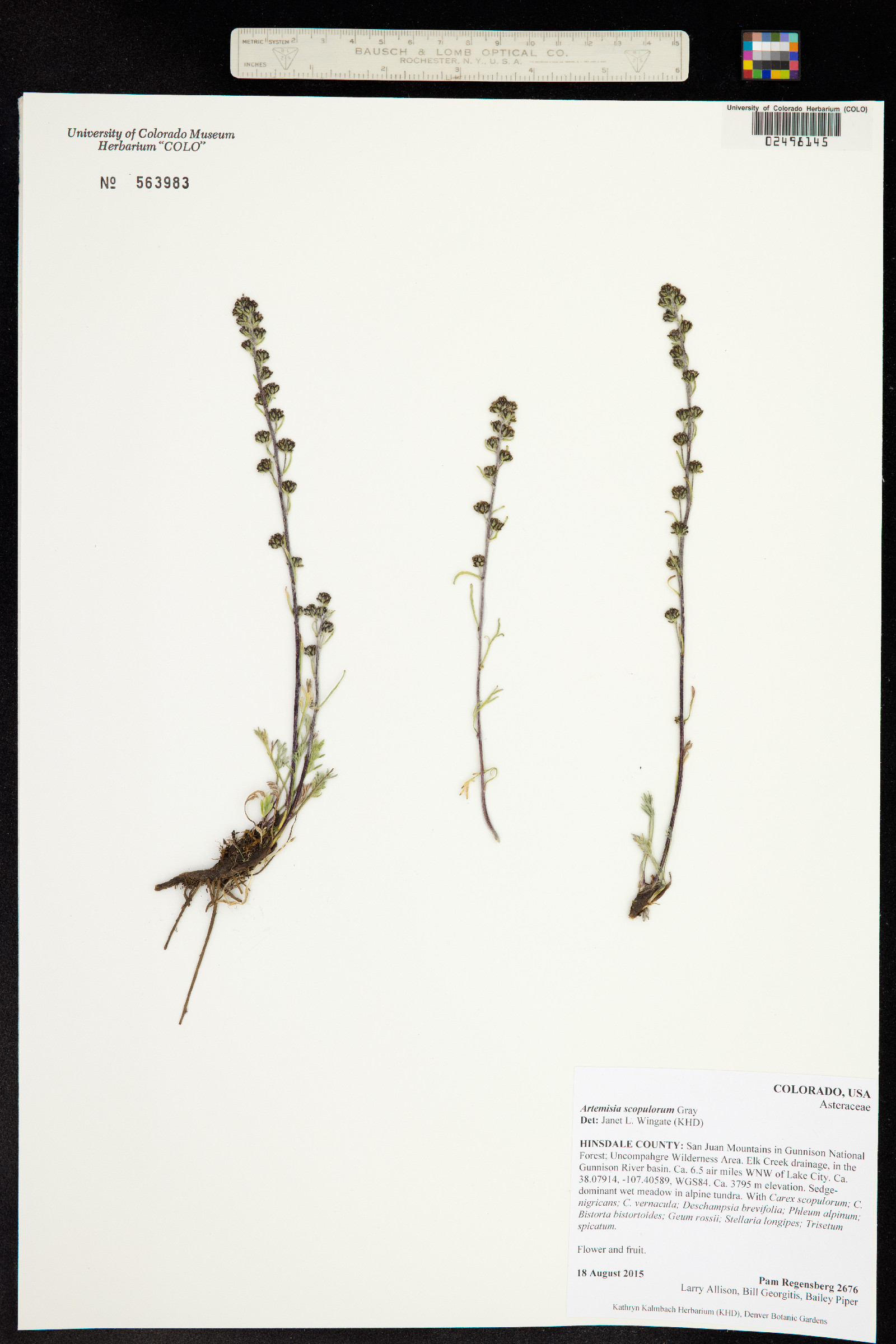 Artemisia scopulorum image