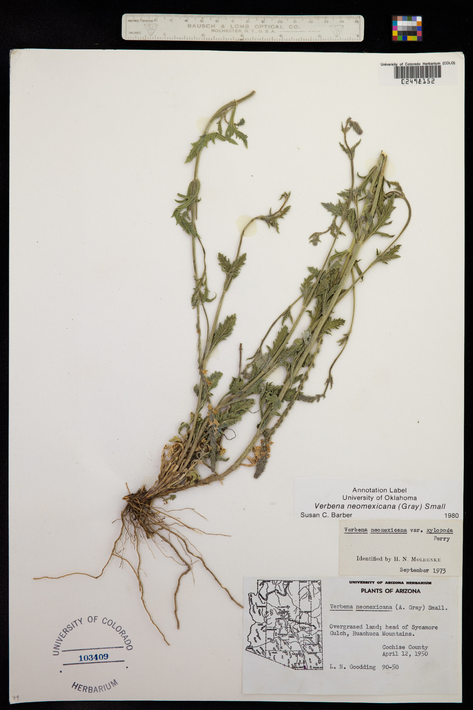 Verbena neomexicana image