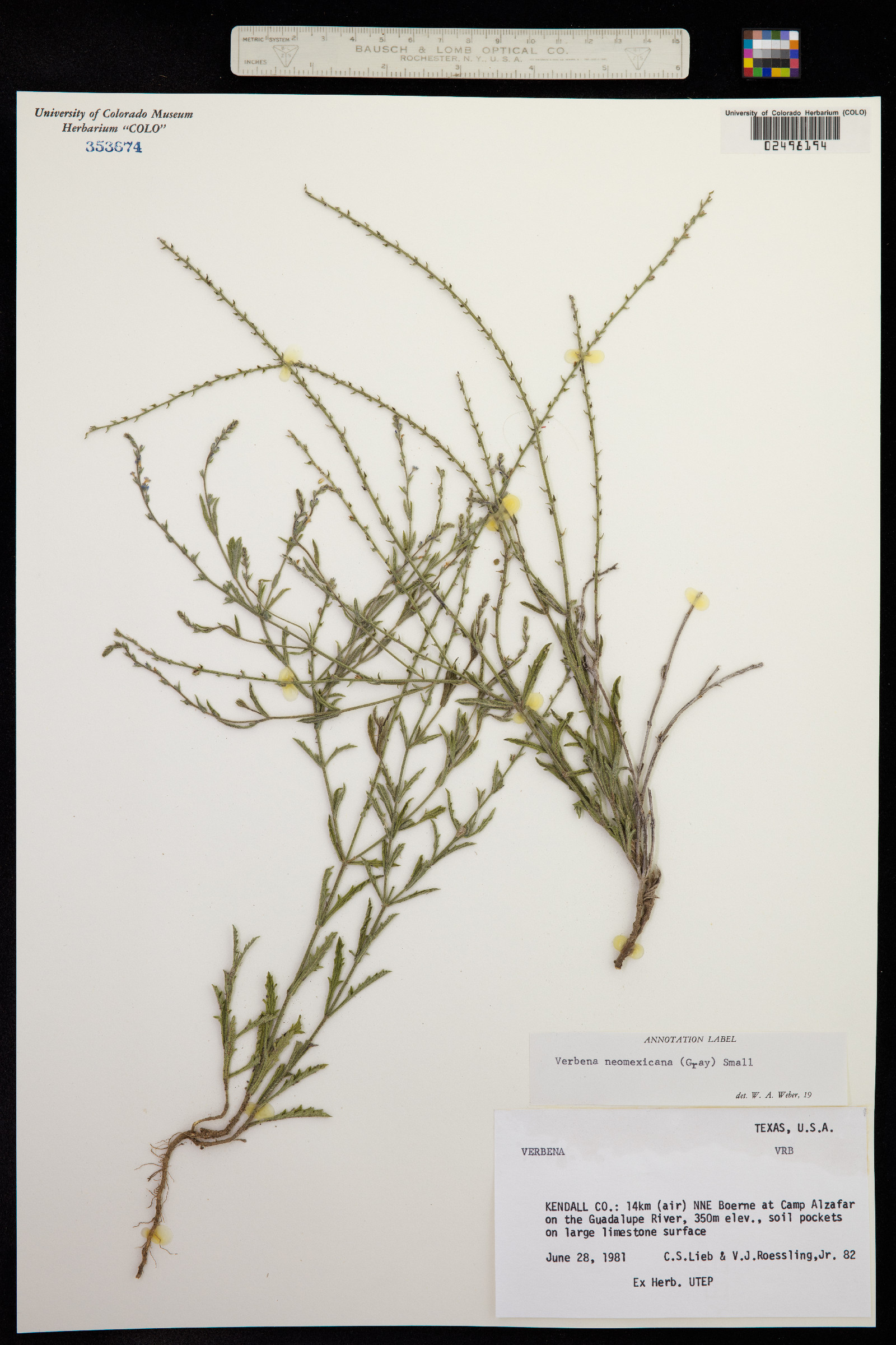 Verbena neomexicana image