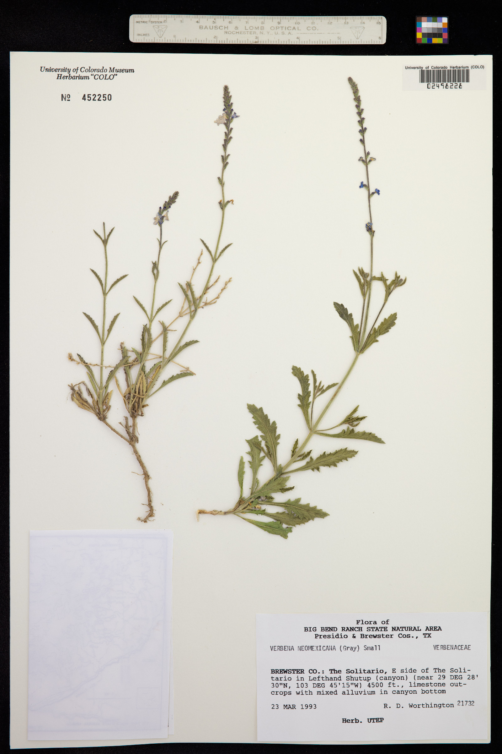 Verbena neomexicana image