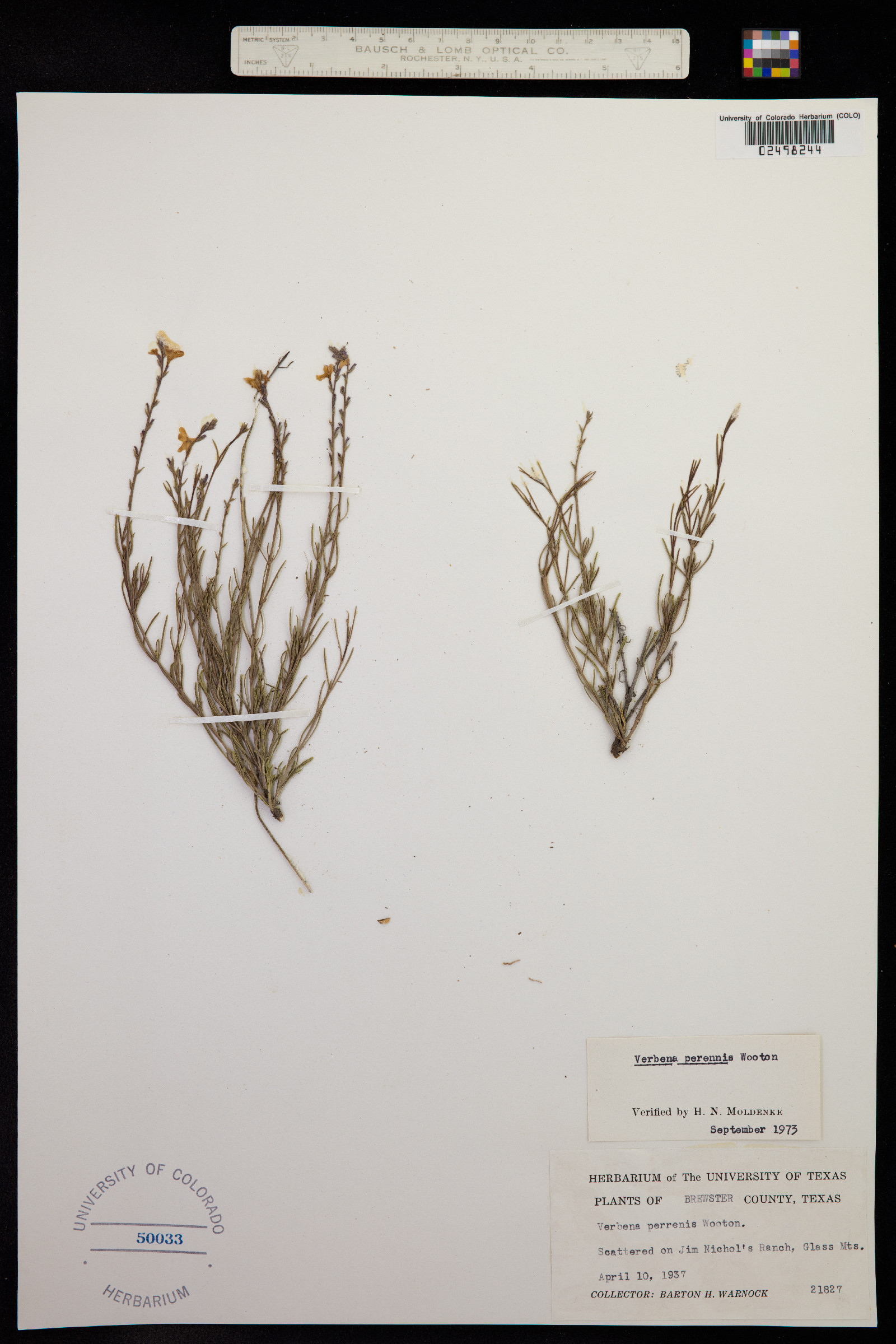 Verbena perennis image